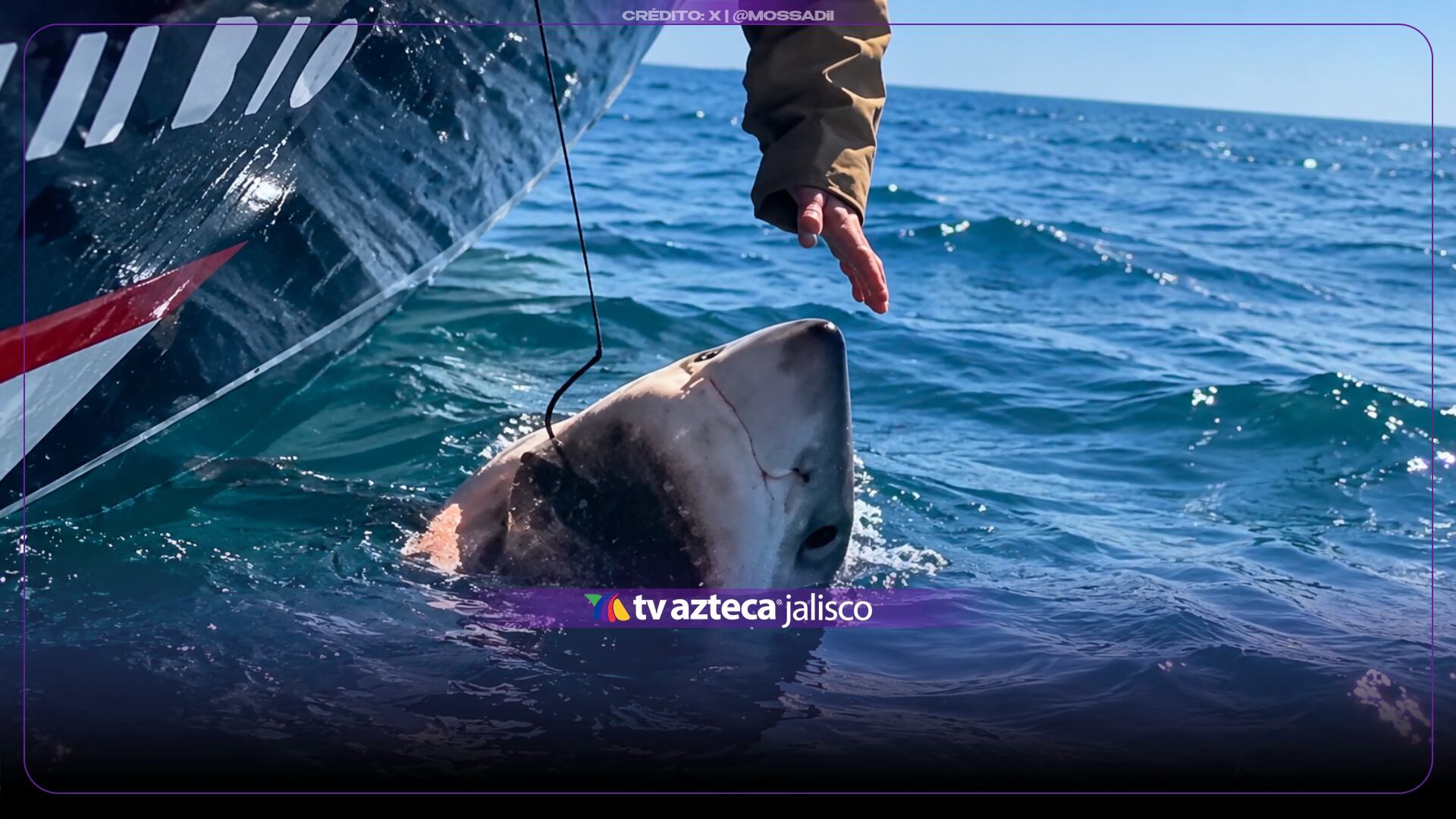 VIDEO | Mujer intenta acariciar a un tiburón blanco y vive momentos de peligro