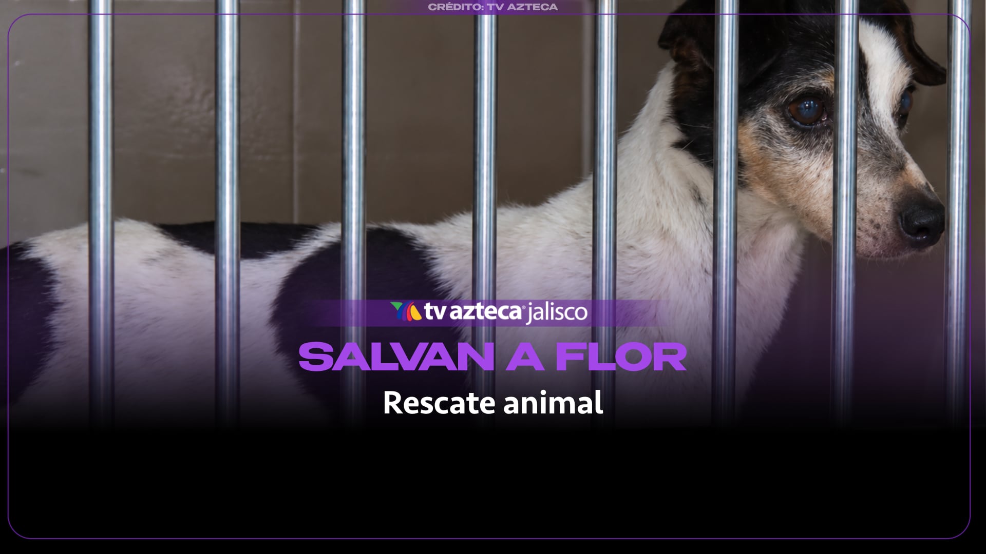 La historia de Flor: La perrita que sobrevivió a un canal de aguas negras en Zapopan