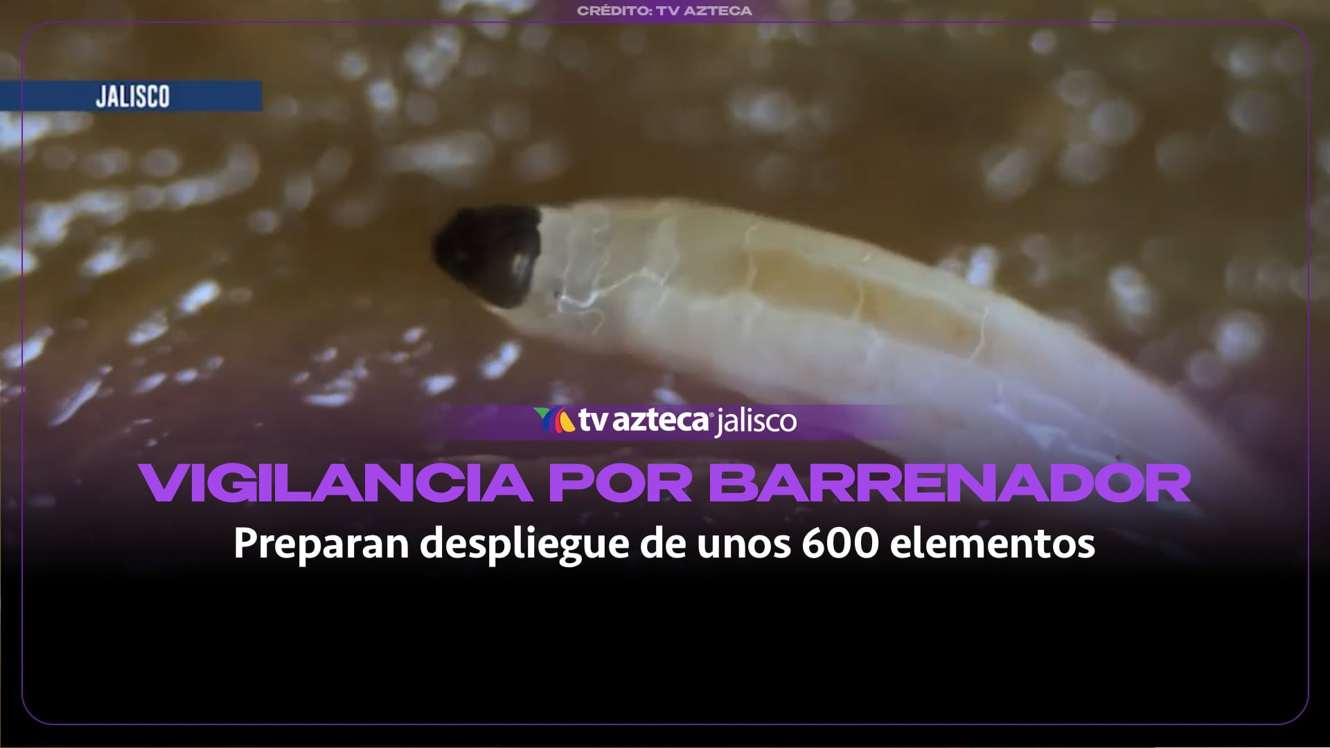 Gusano barrenador en Jalisco: reportan más de mil casos en animales y nueve en humanos