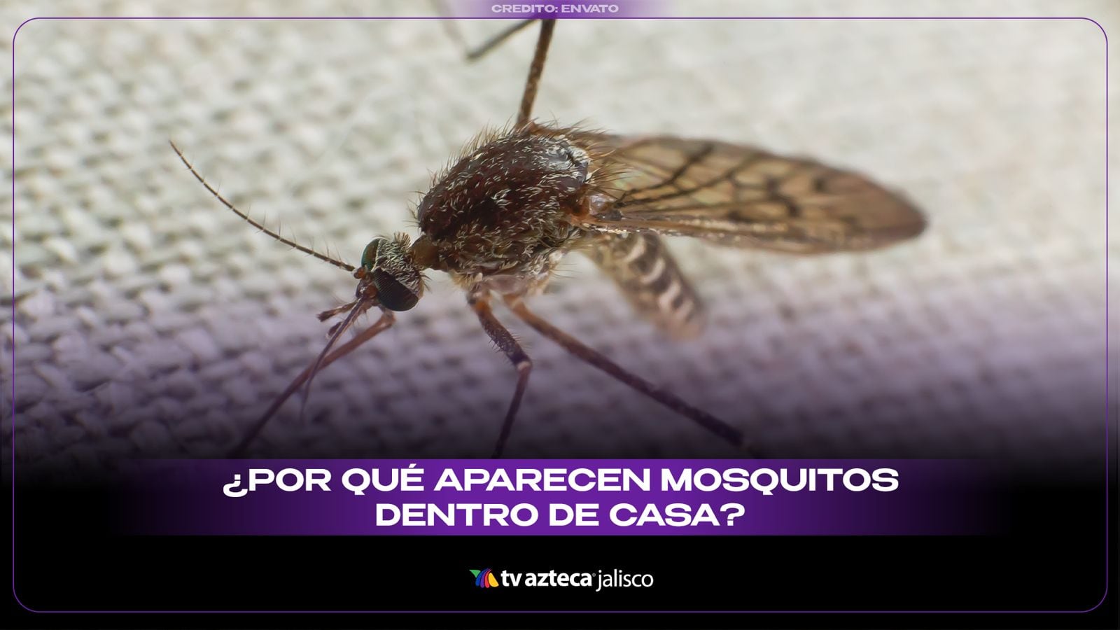 La razón por la que aparecen mosquitos dentro de tu casa