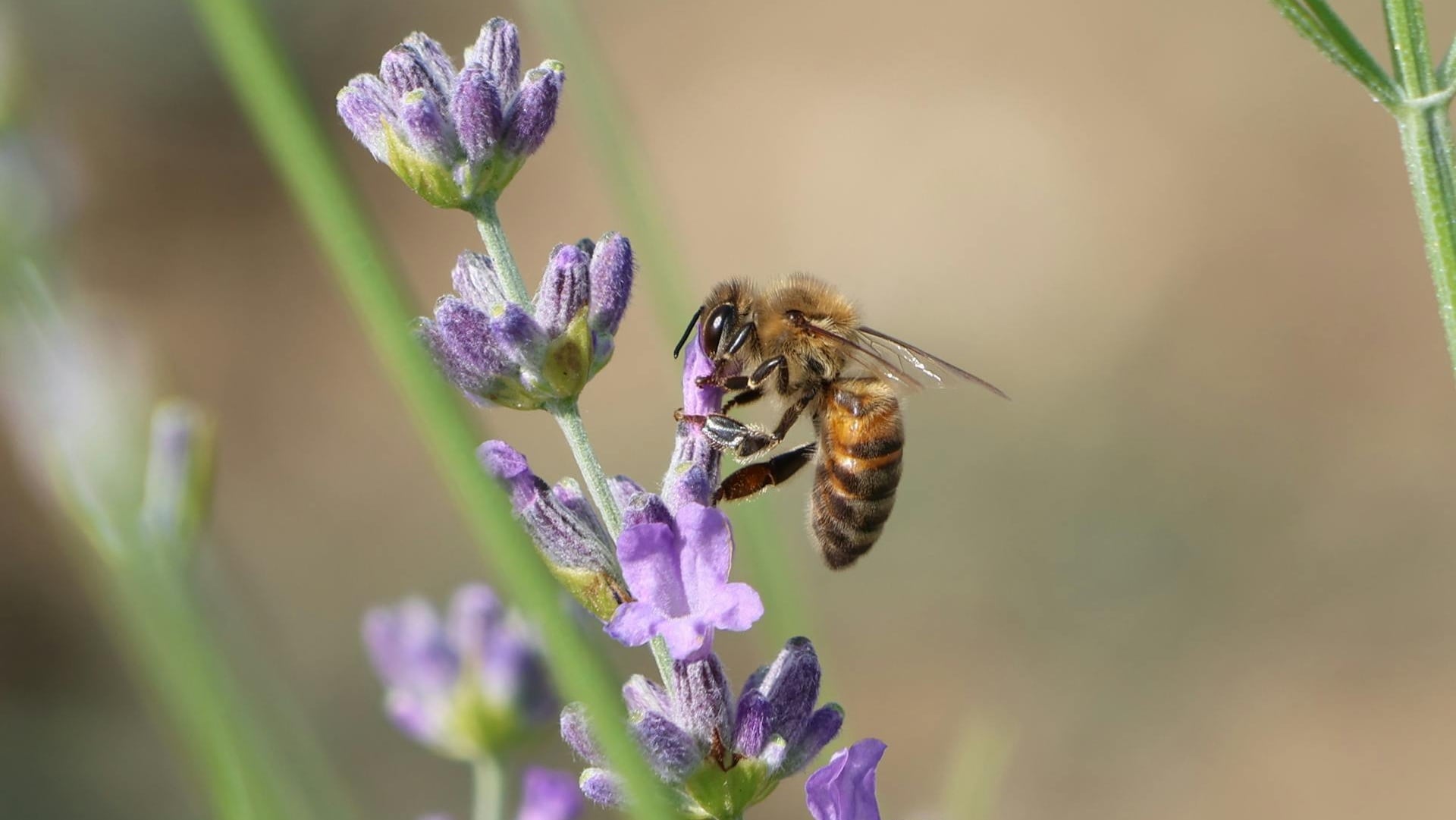 Día Mundial de las Abejas 20 de mayo de 2025.jpg