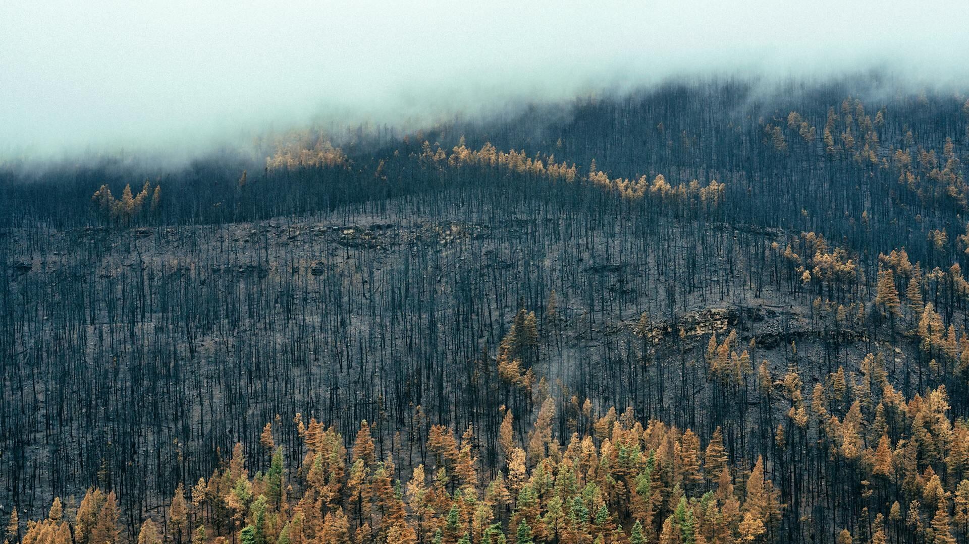 Incendios forestales y lluvias.jpg