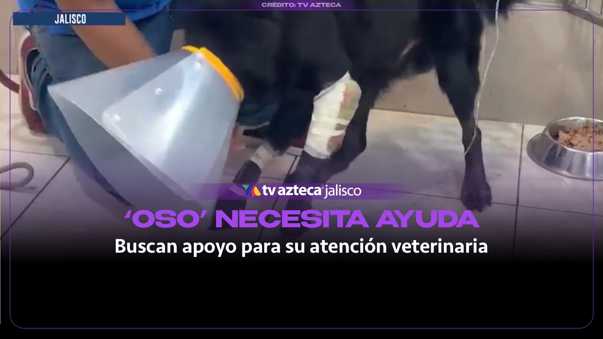Rescatan a ‘Oso’ tras presunto atropellamiento en El Tigre, Zapopan; buscan apoyo para atenderlo