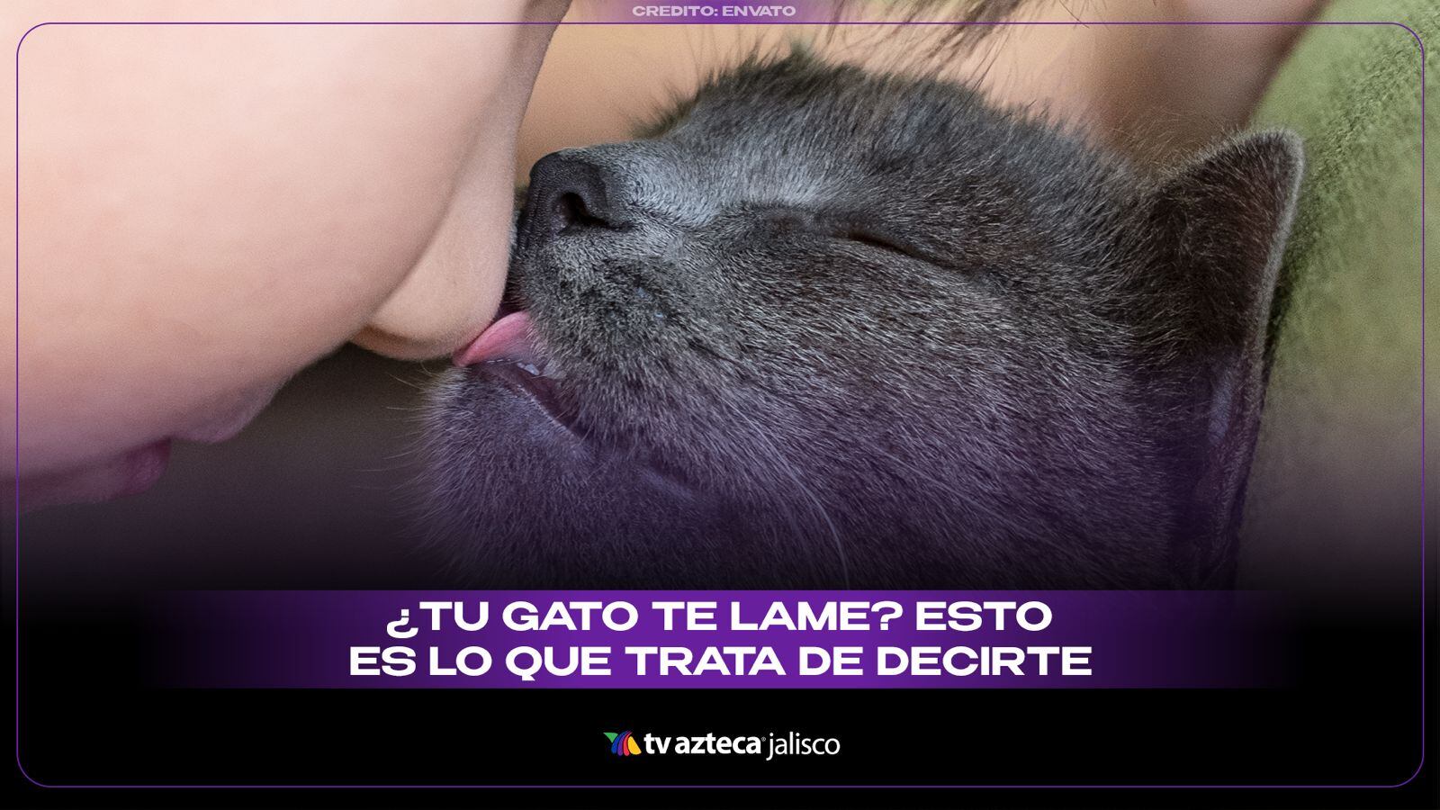 ¿Tu gato te lame constantemente? Esta es la VERDADERA RAZÓN detrás de este curioso comportamiento felino