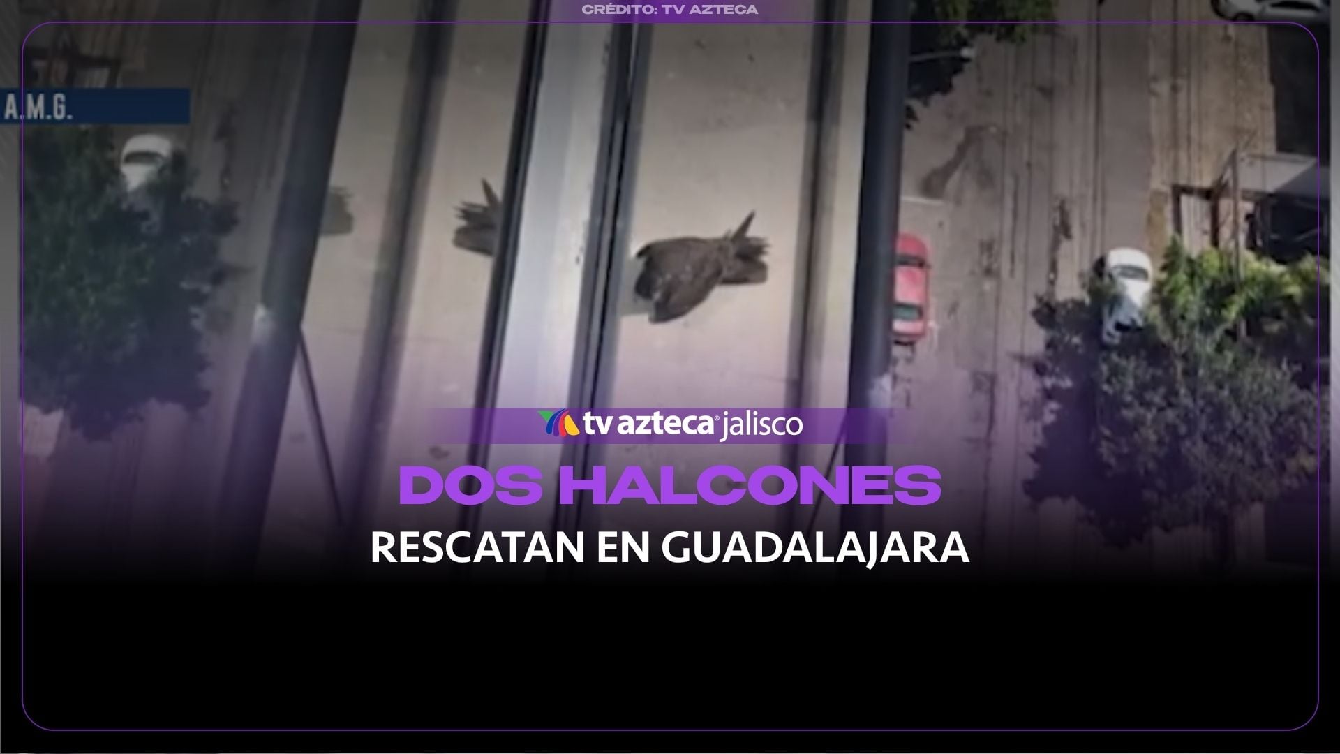 Rescatan a dos halcones peregrinos en el piso 17 de un edificio de la colonia Americana en Guadalajara