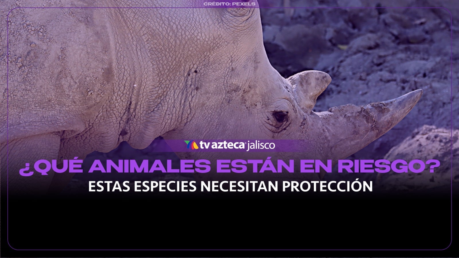 Estos animales podrían desaparecer: las especies en peligro de extinción en 2026