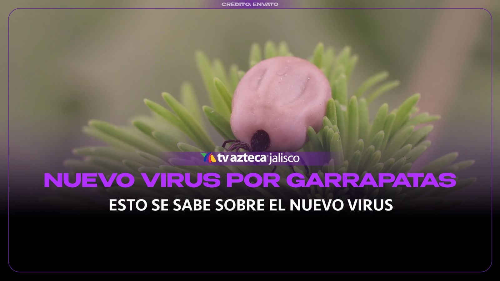 Nuevo virus transmitido por garrapatas preocupa en China; estos son sus síntomas