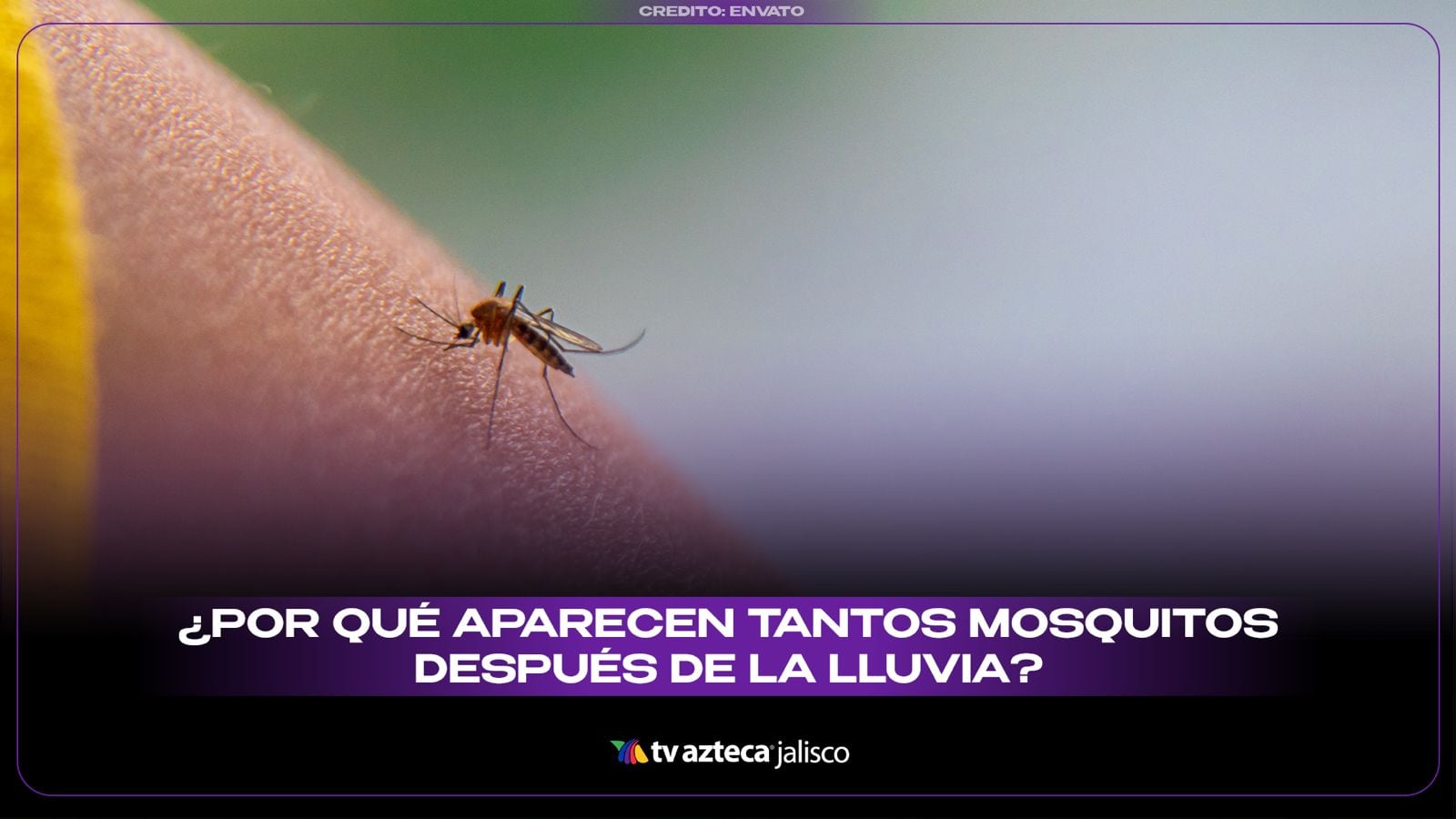 ¡EL ENEMIGO INVISIBLE! Esto es lo que activa la plaga de mosquitos tras las lluvias en la ciudad