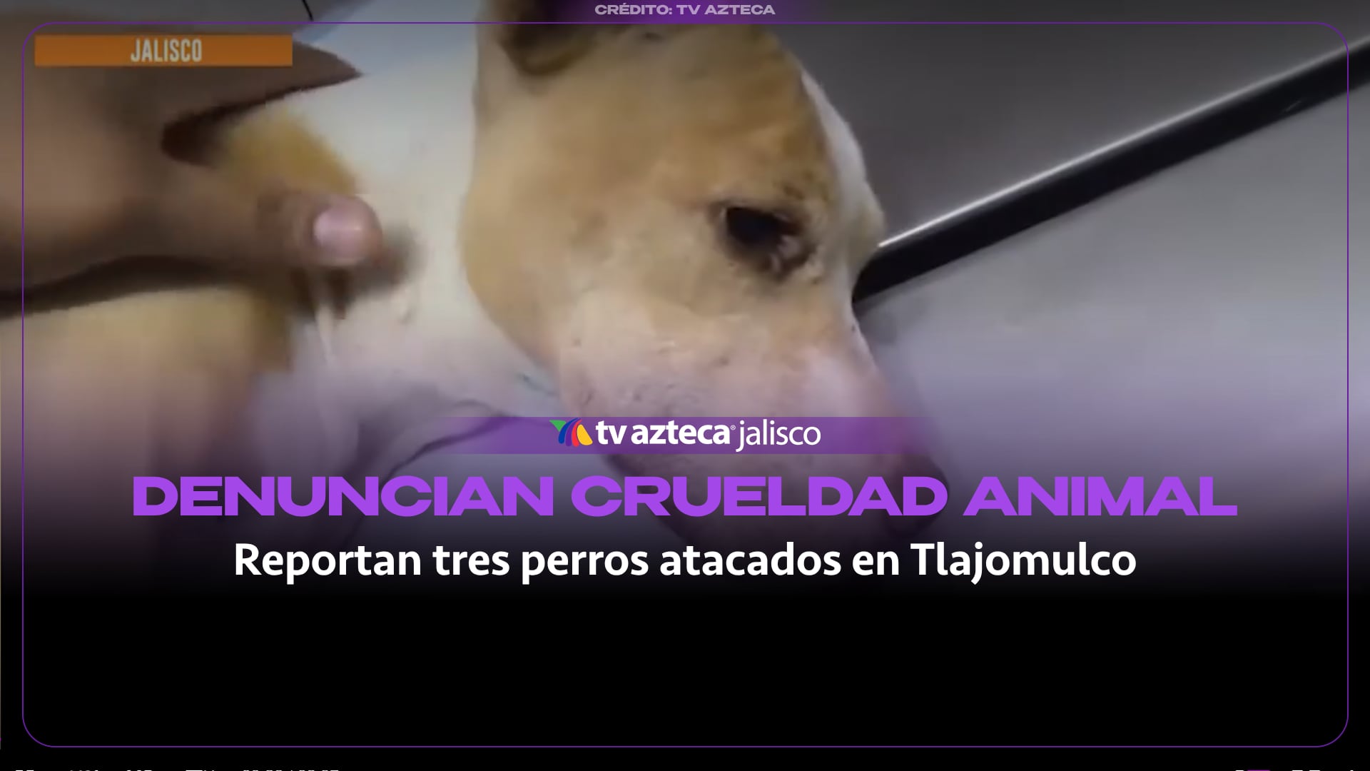 Refugio denuncia ataques con arma blanca contra perros en Tlajomulco