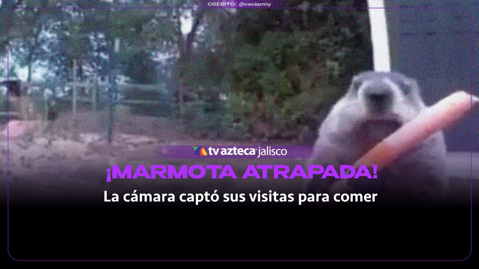 ¡Con las manos en la masa! Pone cámara para atrapar al ladrón de sus cultivos y se lleva una gran sorpresa | VIDEO