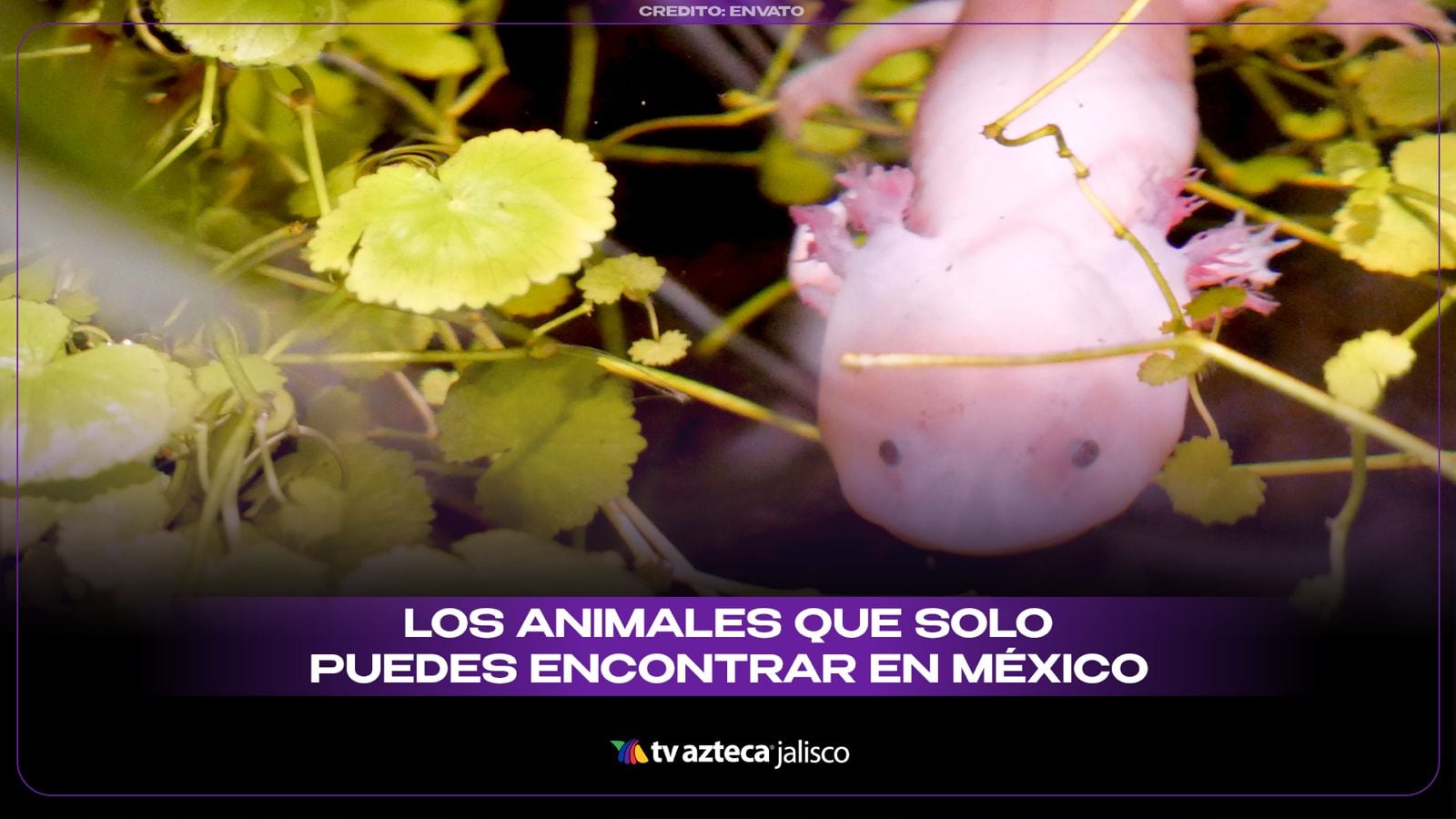 México es hogar de animales que no encontrarás en ningún otro lugar del mundo