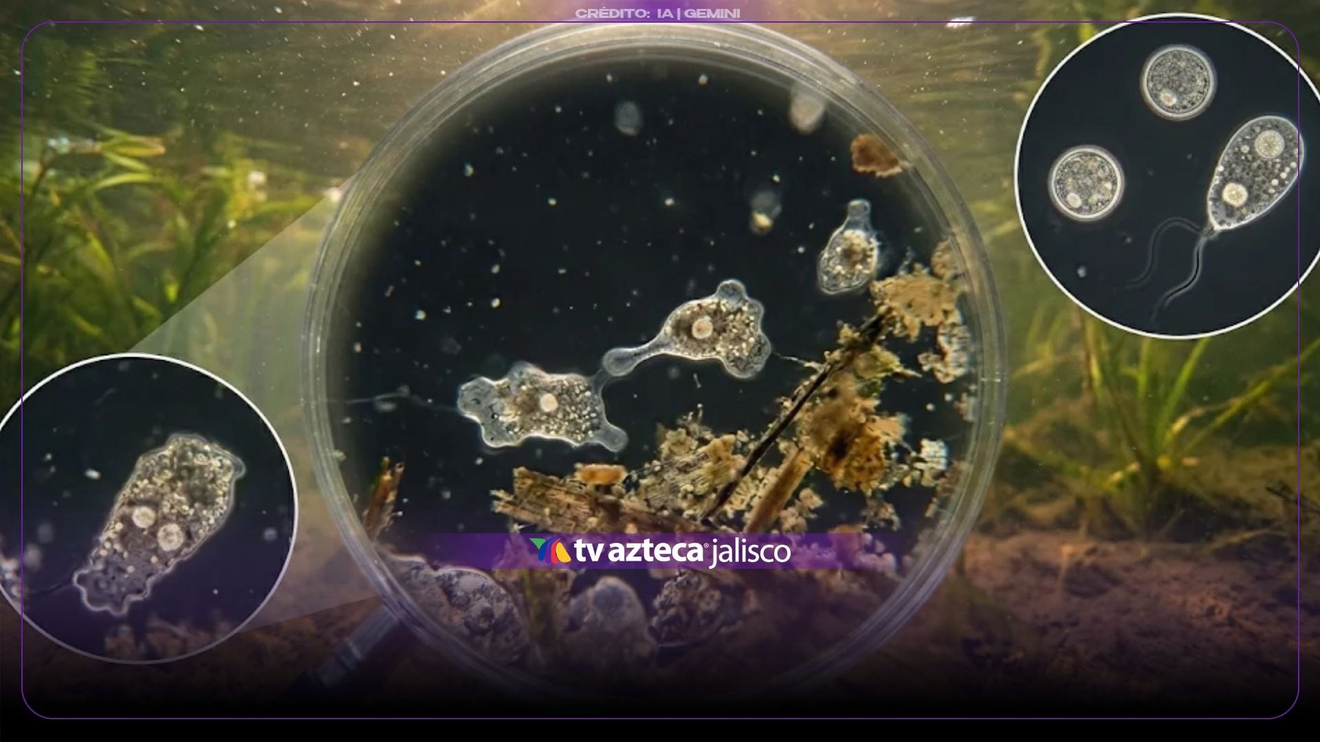 ¡Alerta en México! Detectan ameba ‘comecerebros’ en lagos artificiales