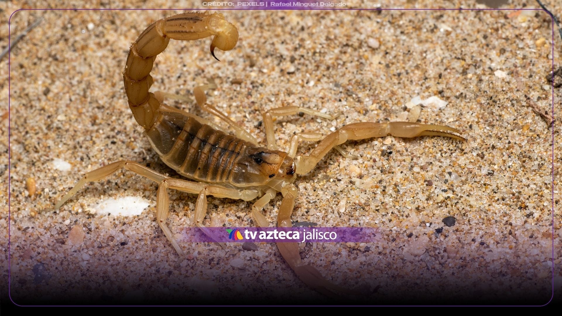 Los olores infalibles que ahuyentan a los alacranes y cómo evitar que entren a tu casa