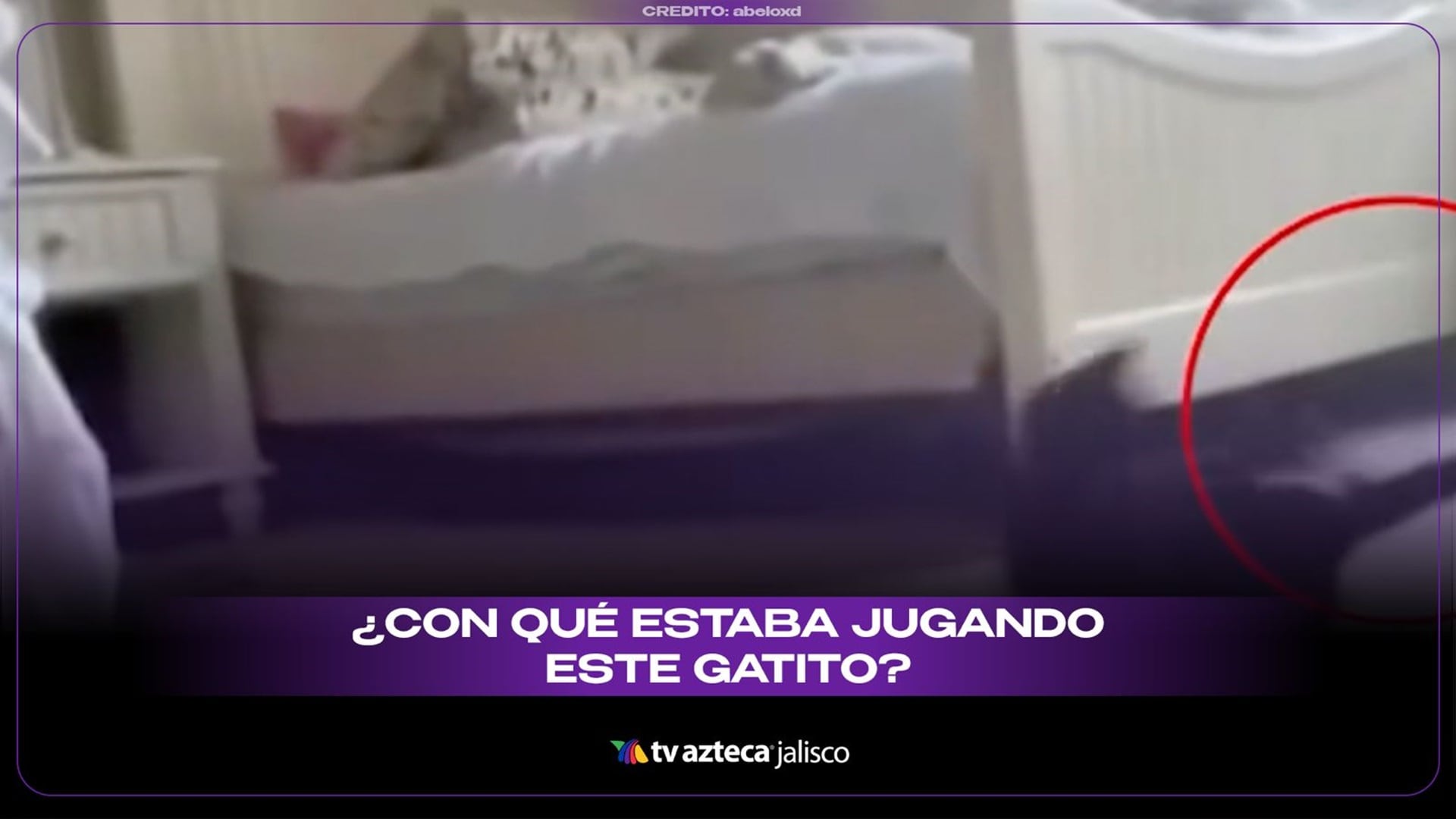 Video viral | Gato juega con una presencia invisible y el momento que sigue causa escalofríos