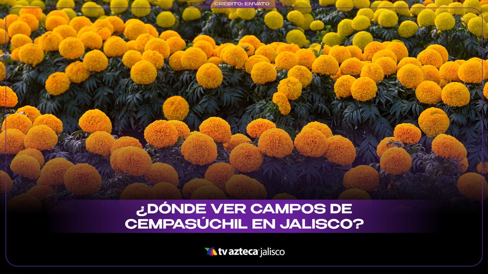 Campos de cempasúchil en Jalisco: dónde verlos y tomarte fotos este 2026