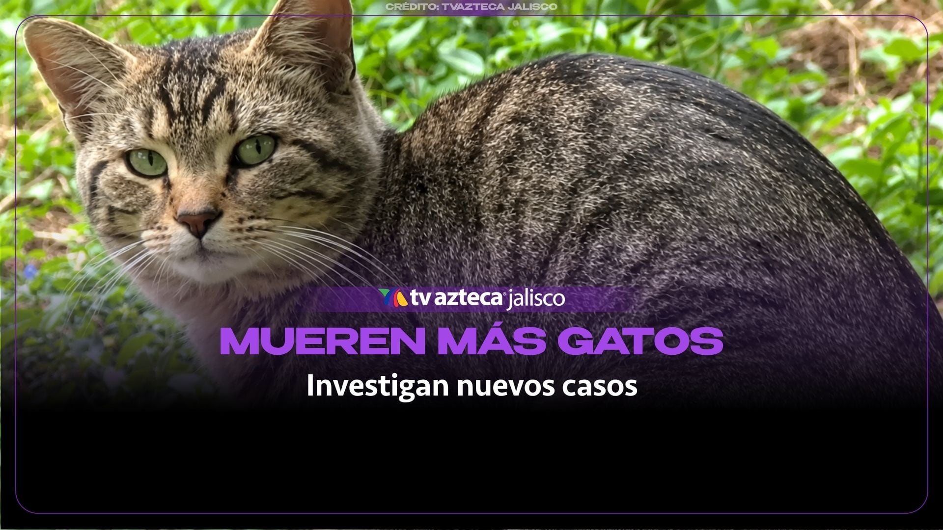 Investigan nuevos casos de gatos muertos cerca del Parque Alcalde