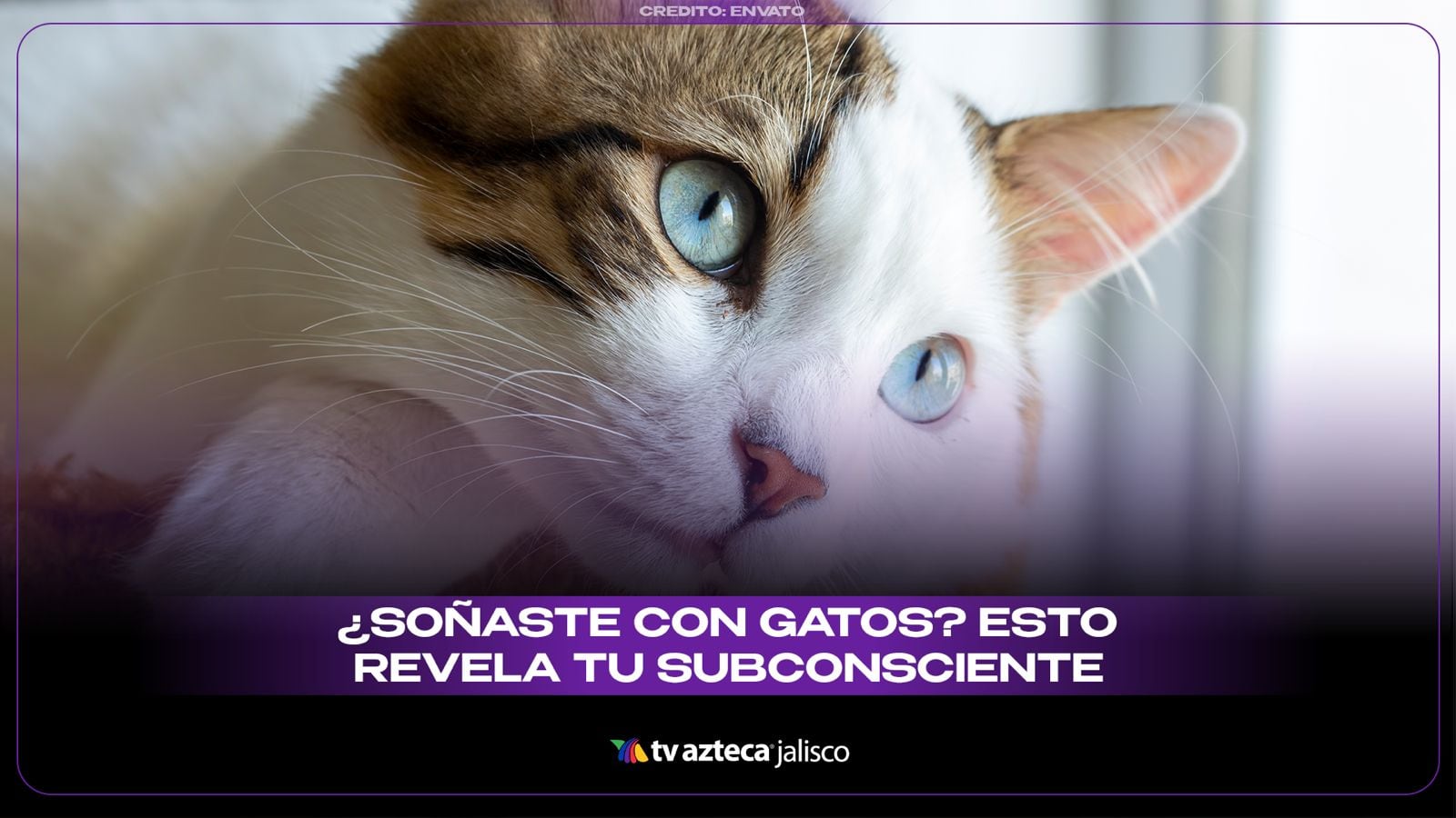 ¿Soñaste con gatos? Descubre qué revela su color y comportamiento sobre ti