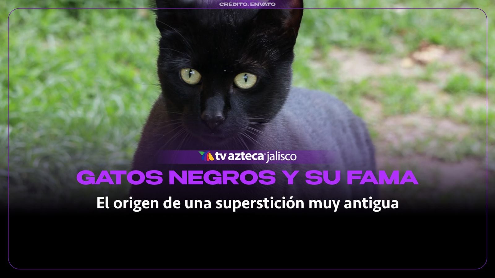 Gatos negros y mala suerte: la superstición que ha perseguido a estos felinos durante siglos