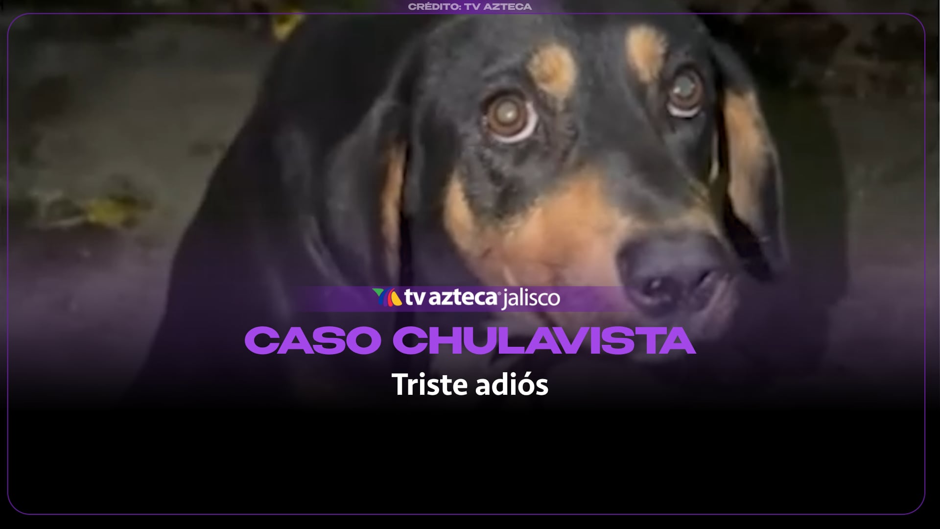 Trágico desenlace para un canino atropellado en Tlajomulco: la dolorosa decisión de evitar su sufrimiento