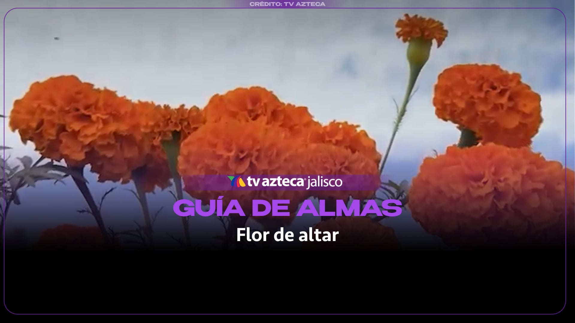 El sendero naranja: El cempasúchil y su papel en el Día de Muertos