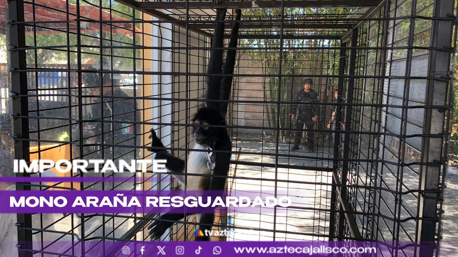 Mono araña rescatada en Jalostitlán es trasladado a la Unidad de Manejo Ambiental