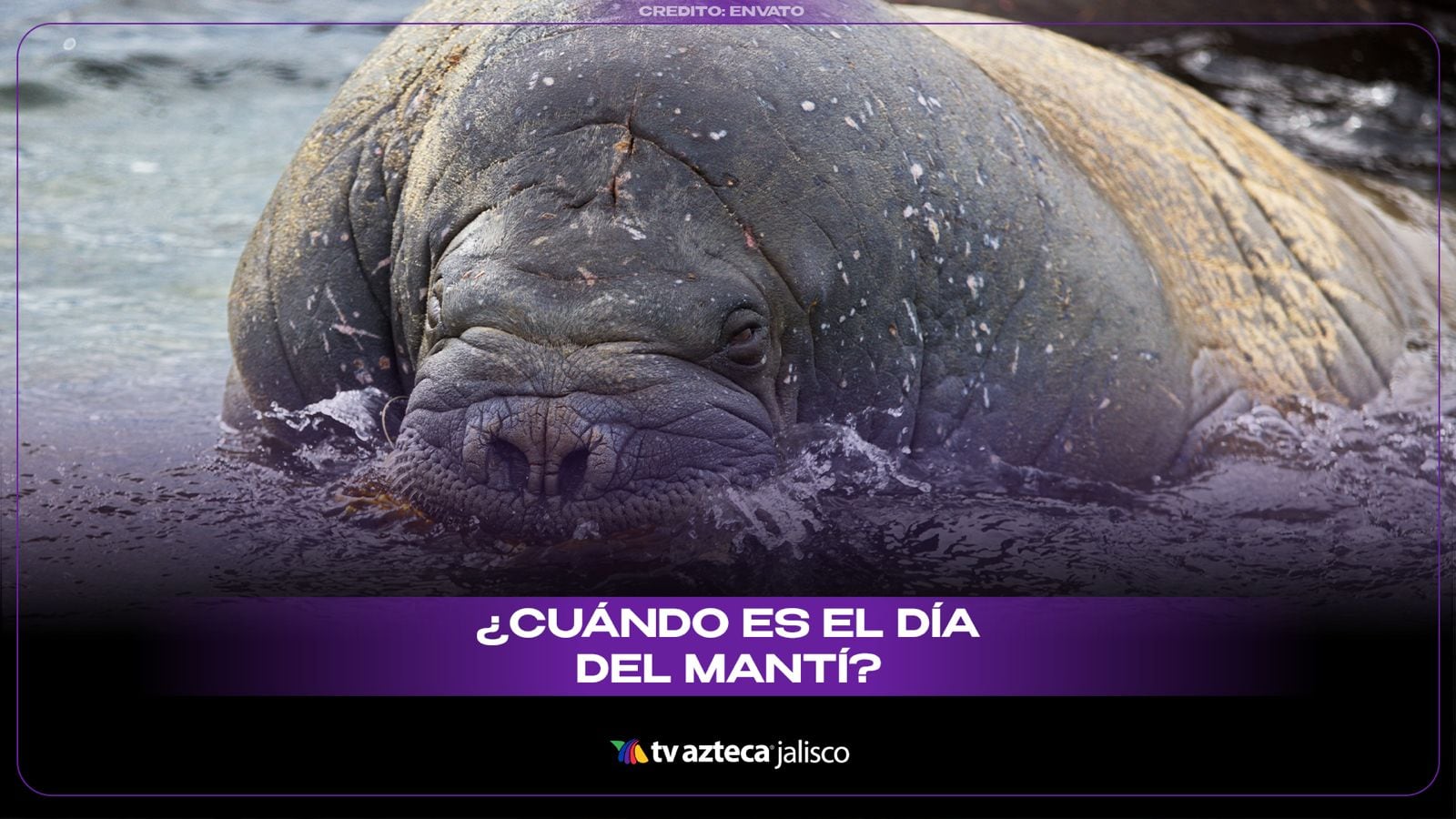 Día Mundial del Manatí: el gigante tranquilo que enfrenta grandes amenazas