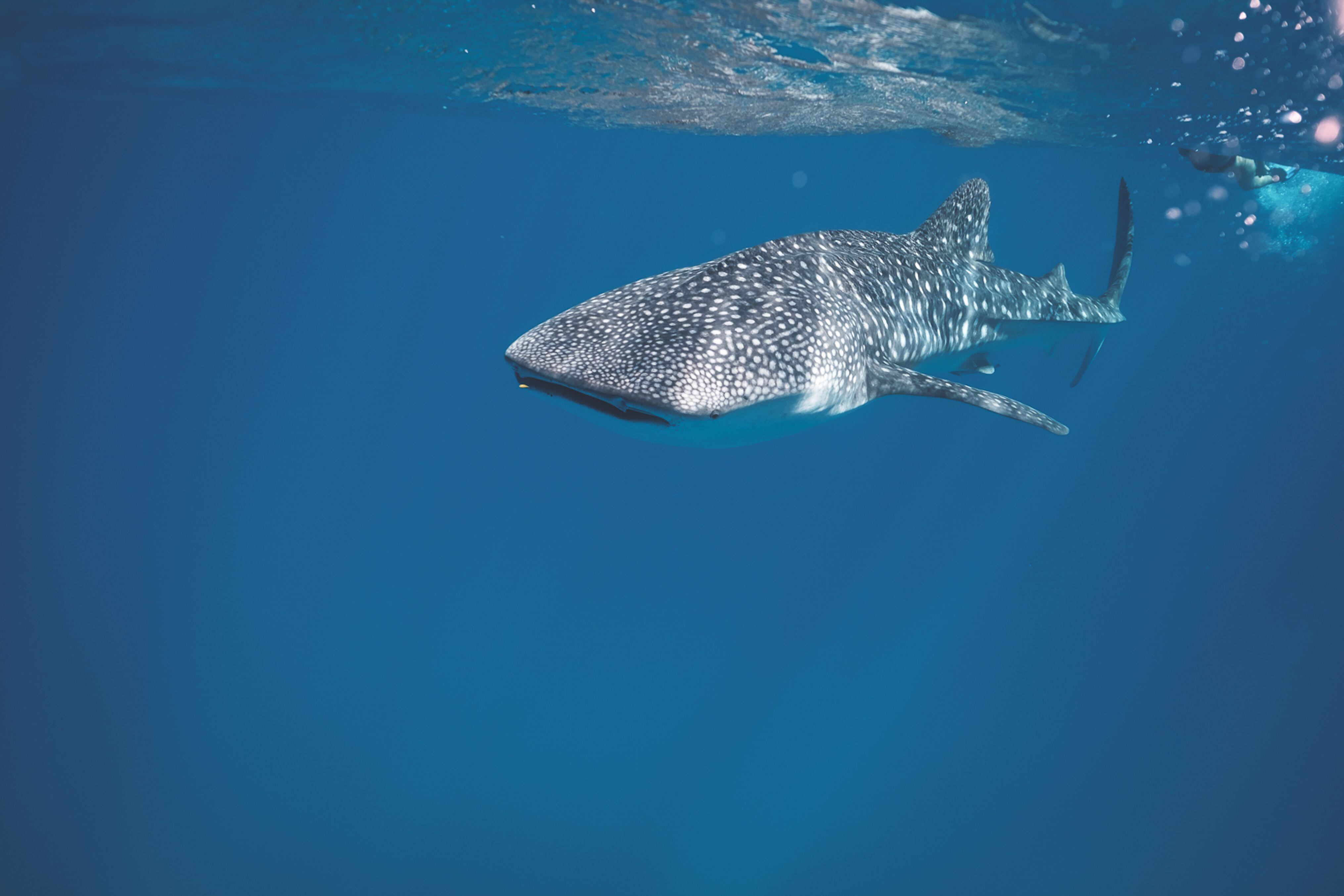  Día Internacional del Tiburón Ballena: ¿por qué se celebra el 30 de agosto?