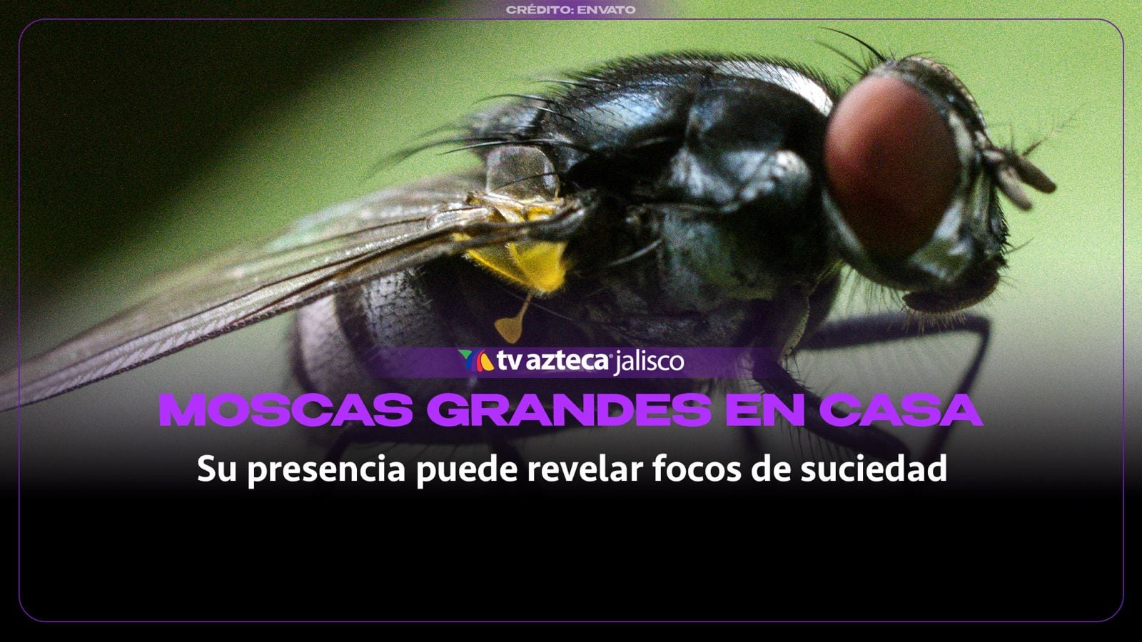 ¿Aparecieron moscas grandes en tu casa? Esto podría explicar su presencia
