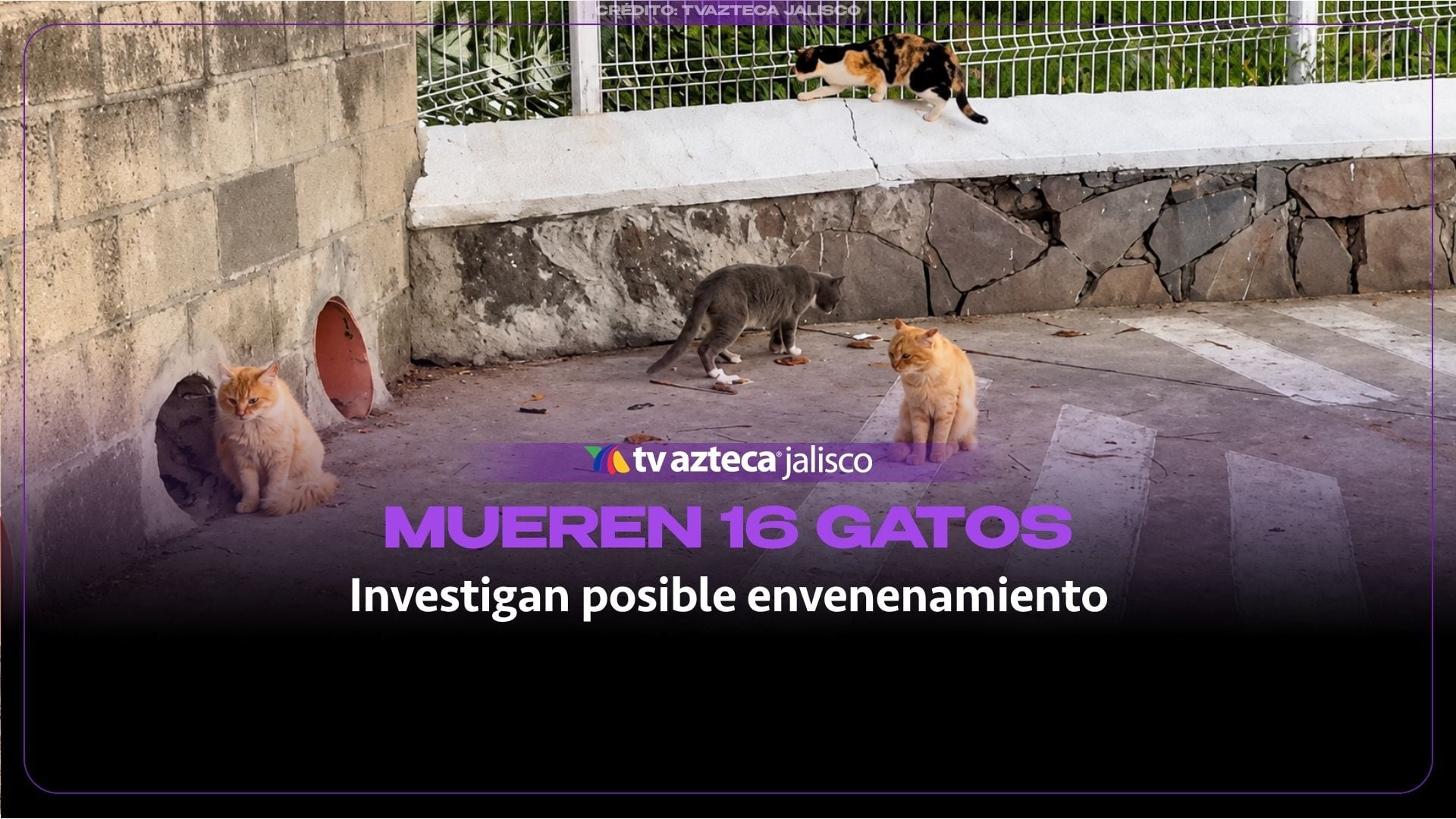 Investigan muerte de hasta 19 gatos en Parque Alcalde por posible envenenamiento