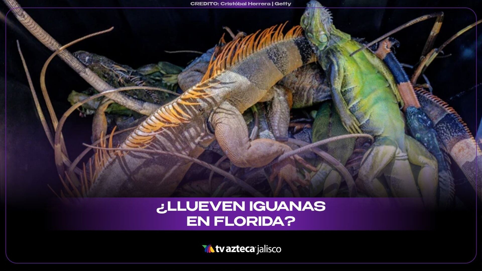 Lluvia de iguanas en Estados Unidos 2026