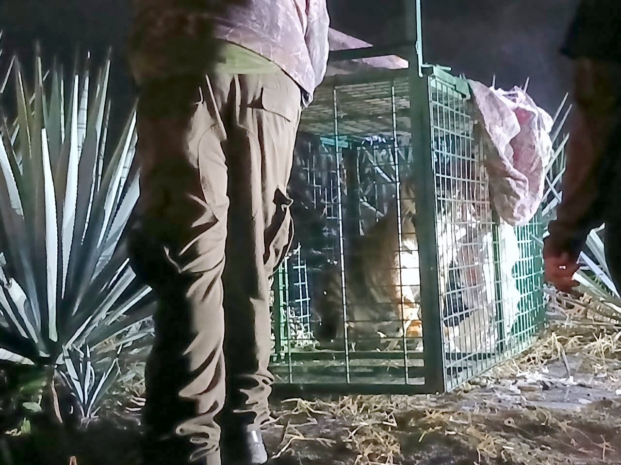 VIDEO | Tigresa de Bengala de más de 100 kg que depredaba ganado en zonas de cultivo de La Barca ya fue capturada 