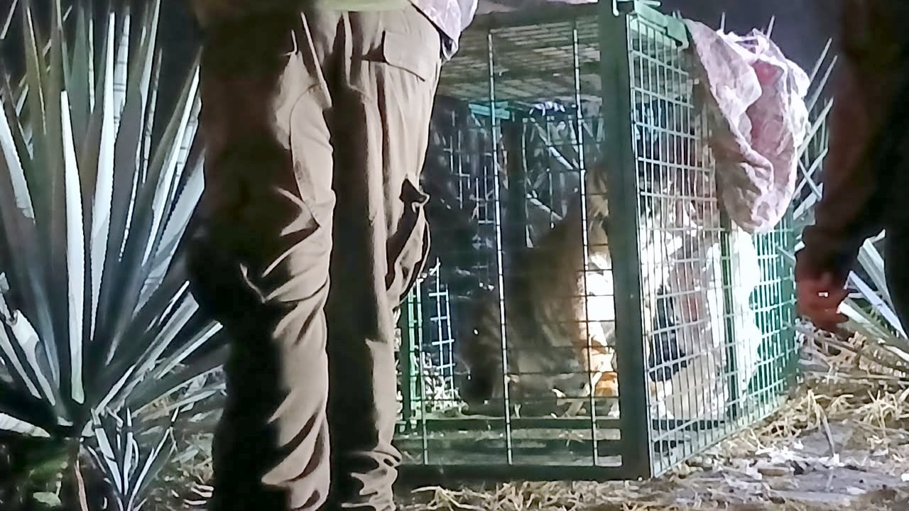 VIDEO | Así fue capturada la tigresa de Bengala capturada en zonas de cultivo de La Barca