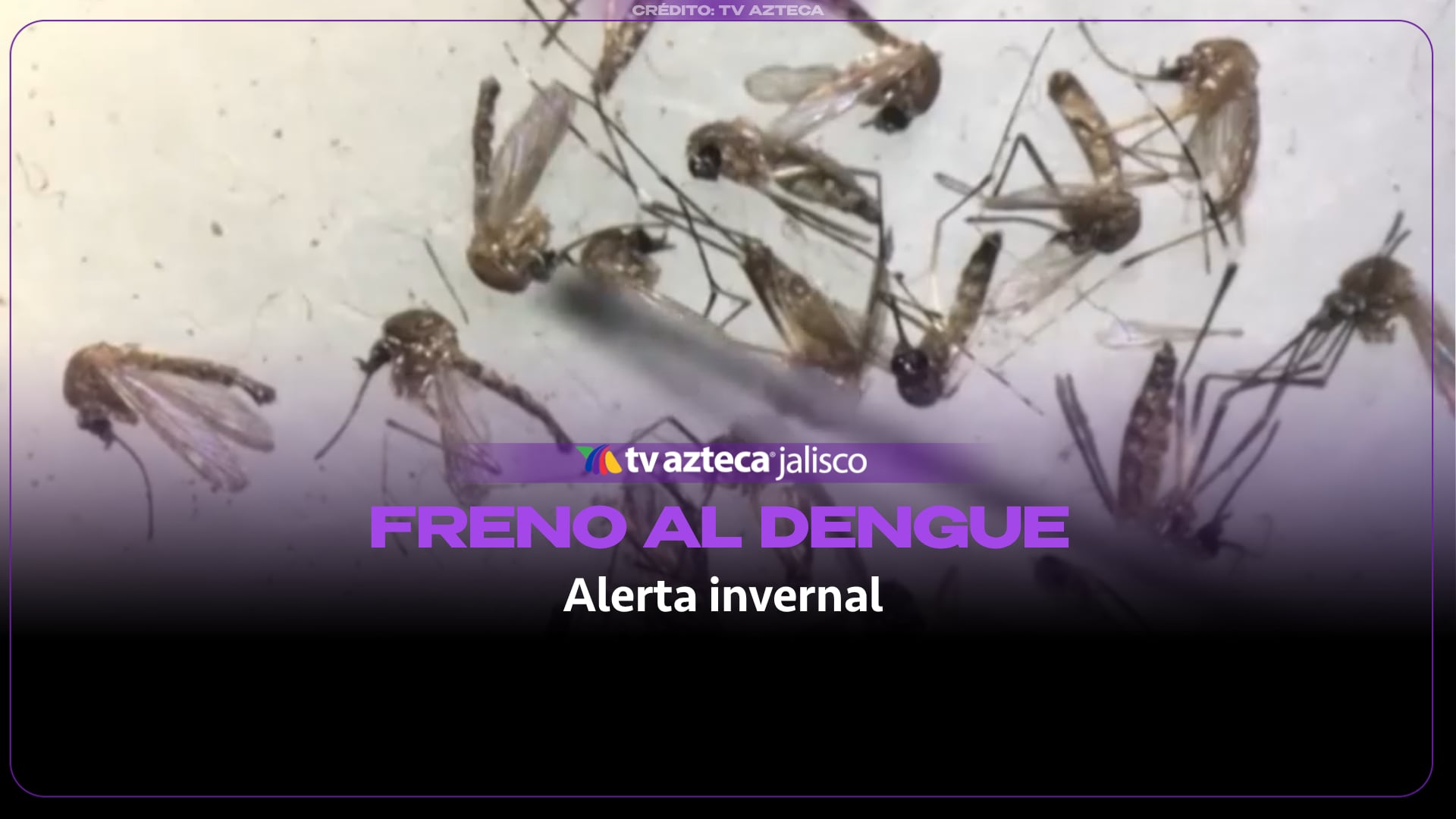 Jalisco logra reducir más del 86% los casos de dengue, pero advierten que el riesgo sigue activo en invierno