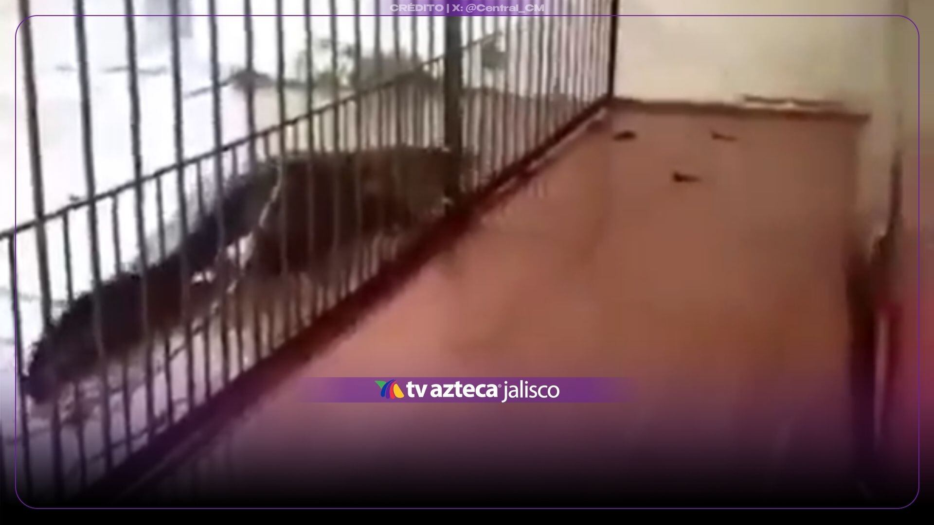 VIDEO | Enorme cocodrilo sale del río por las lluvias y sorprende al llegar hasta una casa