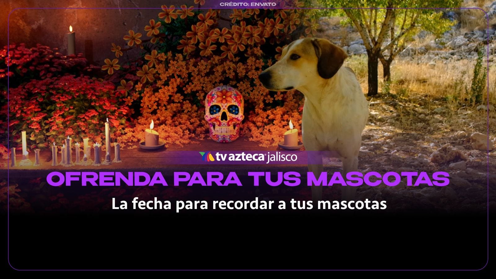 ¿Tu mascota falleció? Esta es la fecha para poner su ofrenda de Día de Muertos