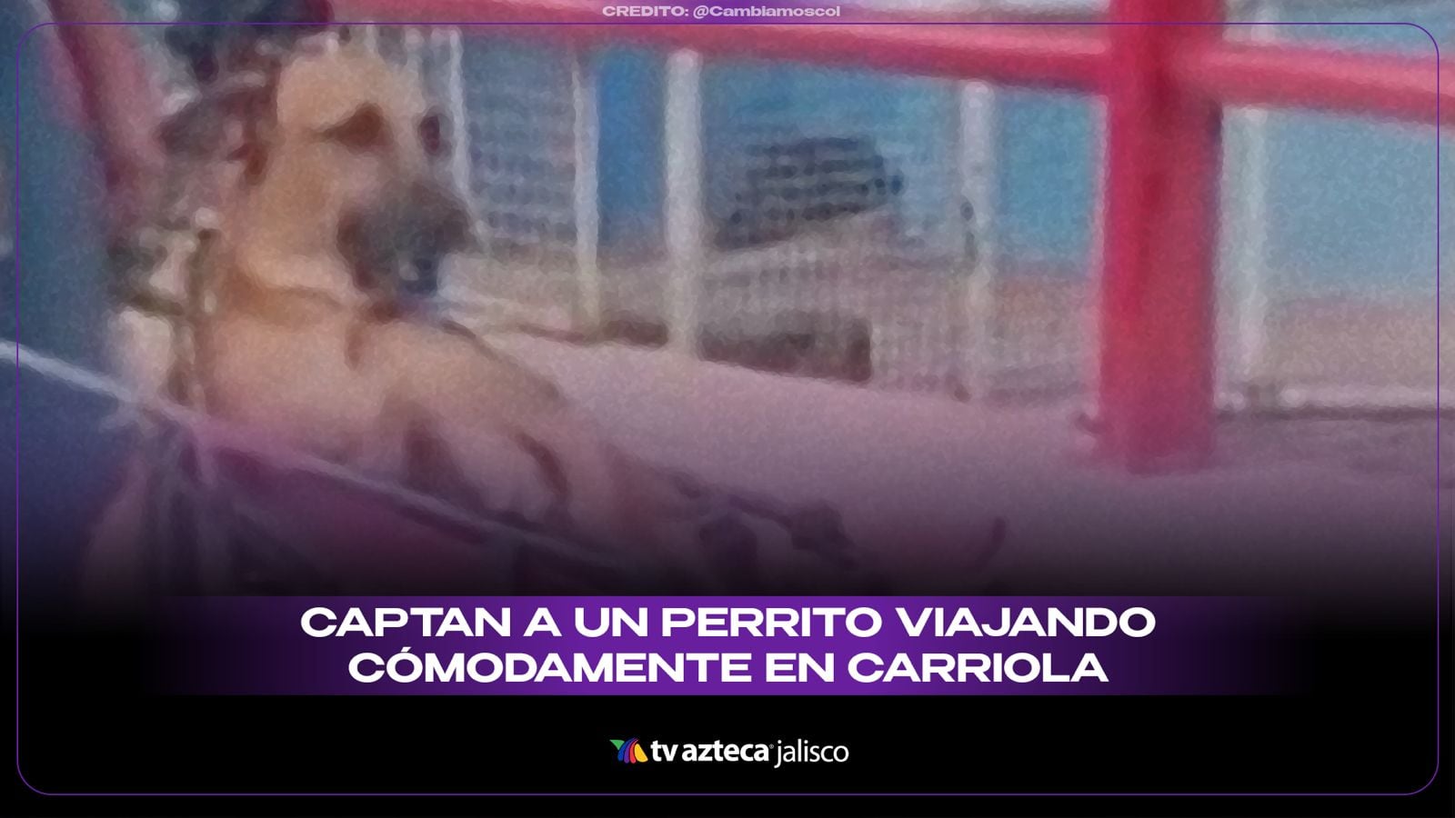 Perrito viaja en carriola y su carita de ternura derrite las redes | VIDEO