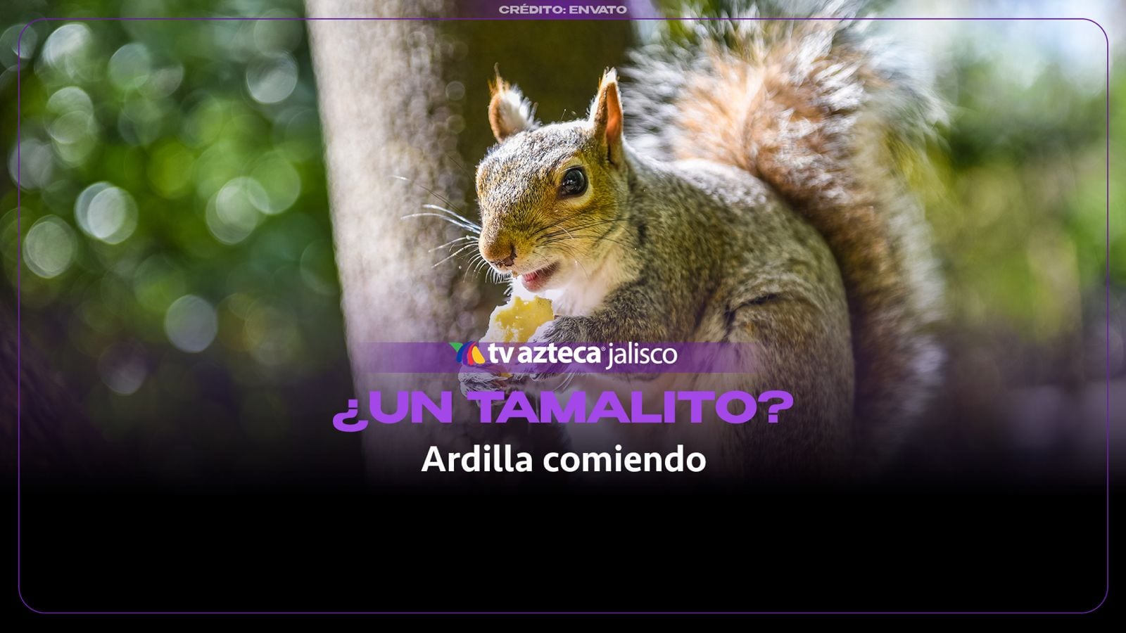 ¿Realidad o ficción? Así fue captada una ardilla junto a puesto de tamales