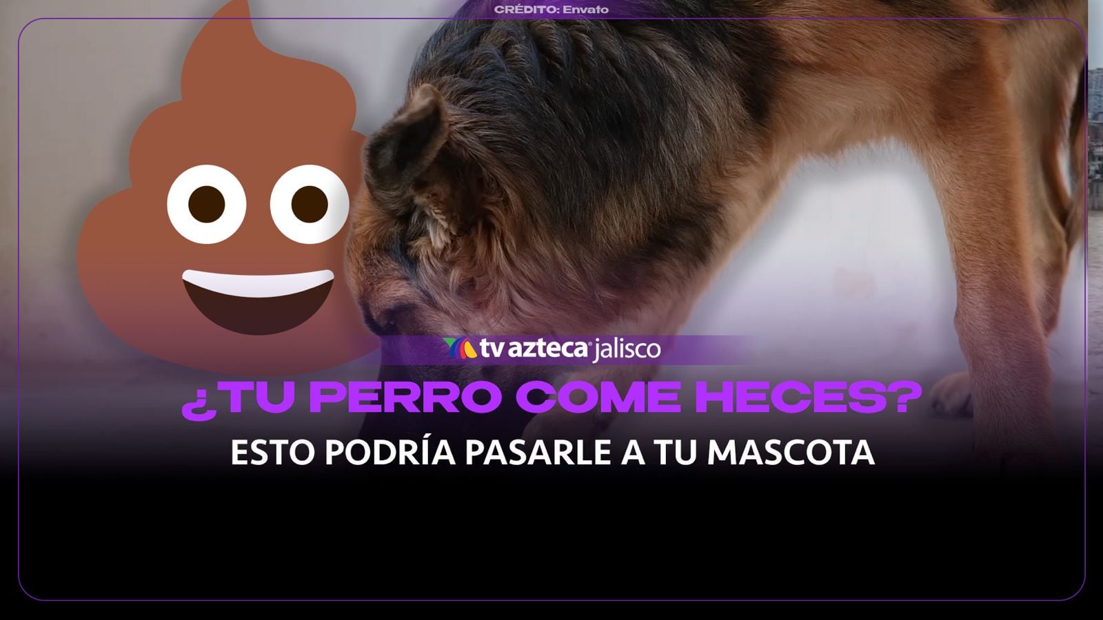¿Qué pasa si tu perro se come sus heces?
