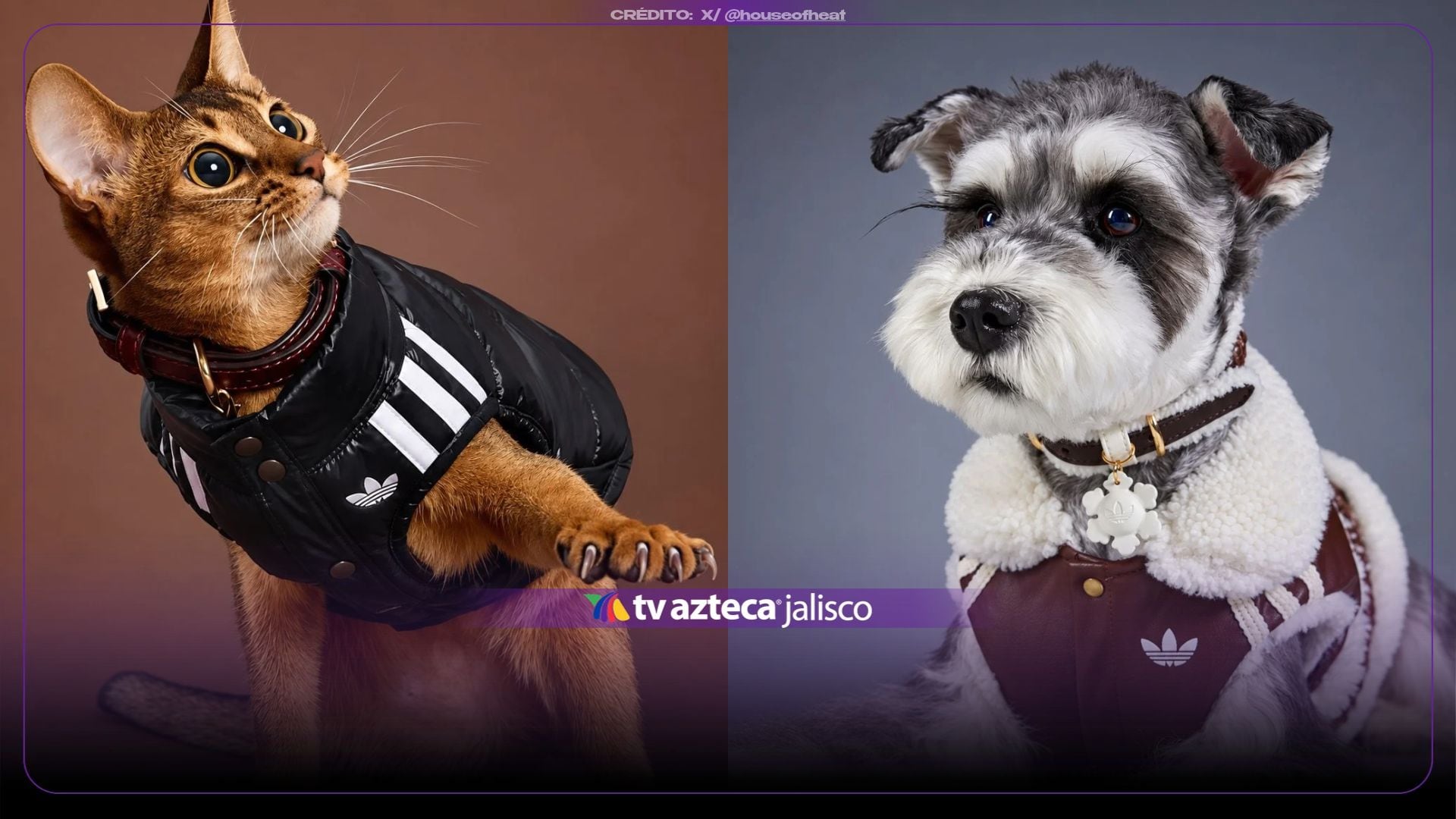 ¡Hasta con suéter y bufanda! Lanzan colección de invierno para consentir a perros y gatos