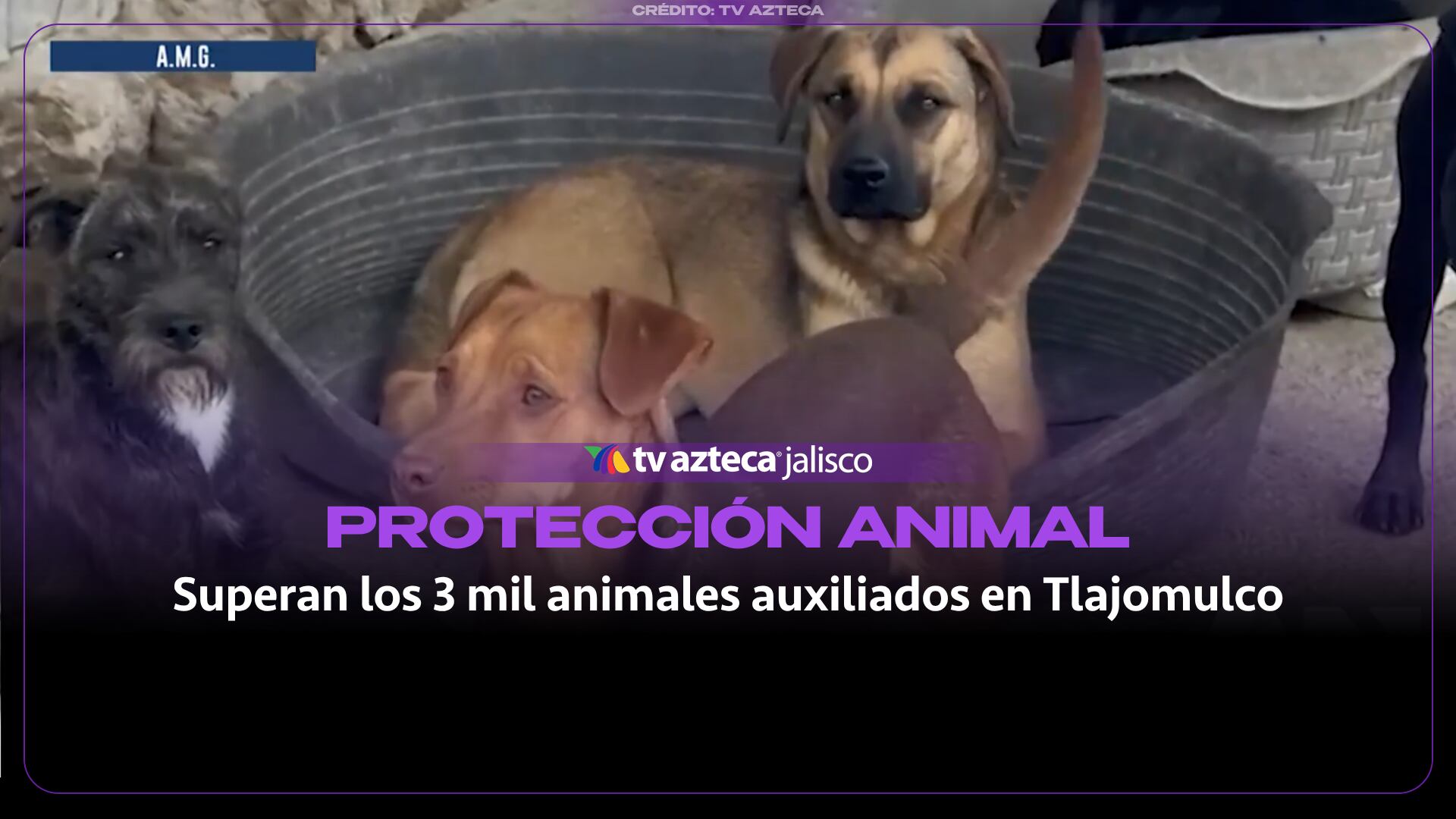 Suman más de 3,000 animales rescatados en Tlajomulco durante 2026; cifra supera periodos anteriores