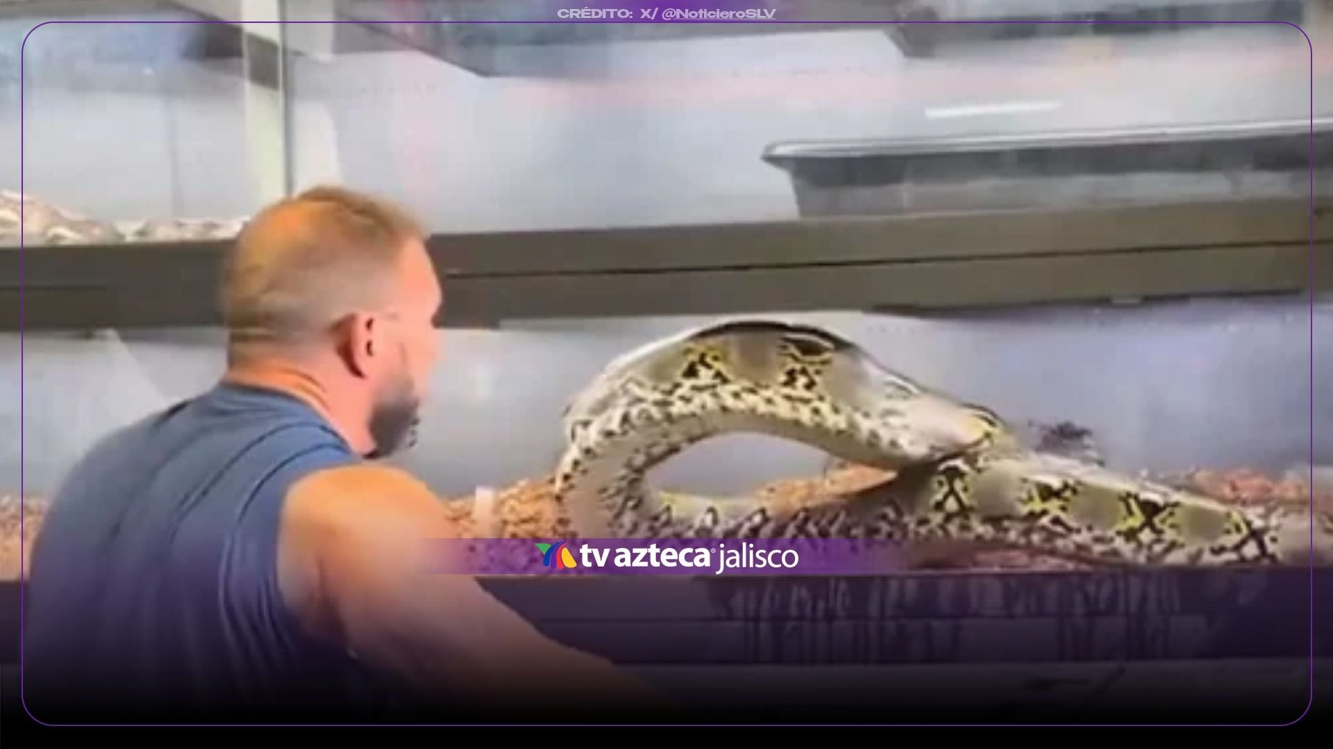 VIDEO: ¡Impactante momento! Una pitón gigante rompe el vidrio de su recinto frente a su criador