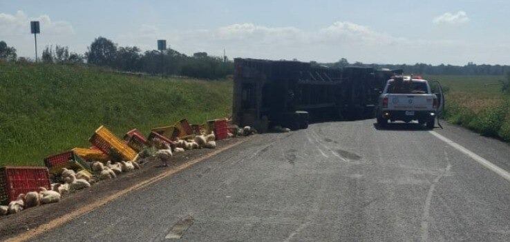 Se registra la volcadura de un tráiler cargado de pollos en la Autopista León-Aguascalientes, en el municipio de Lagos de Moreno