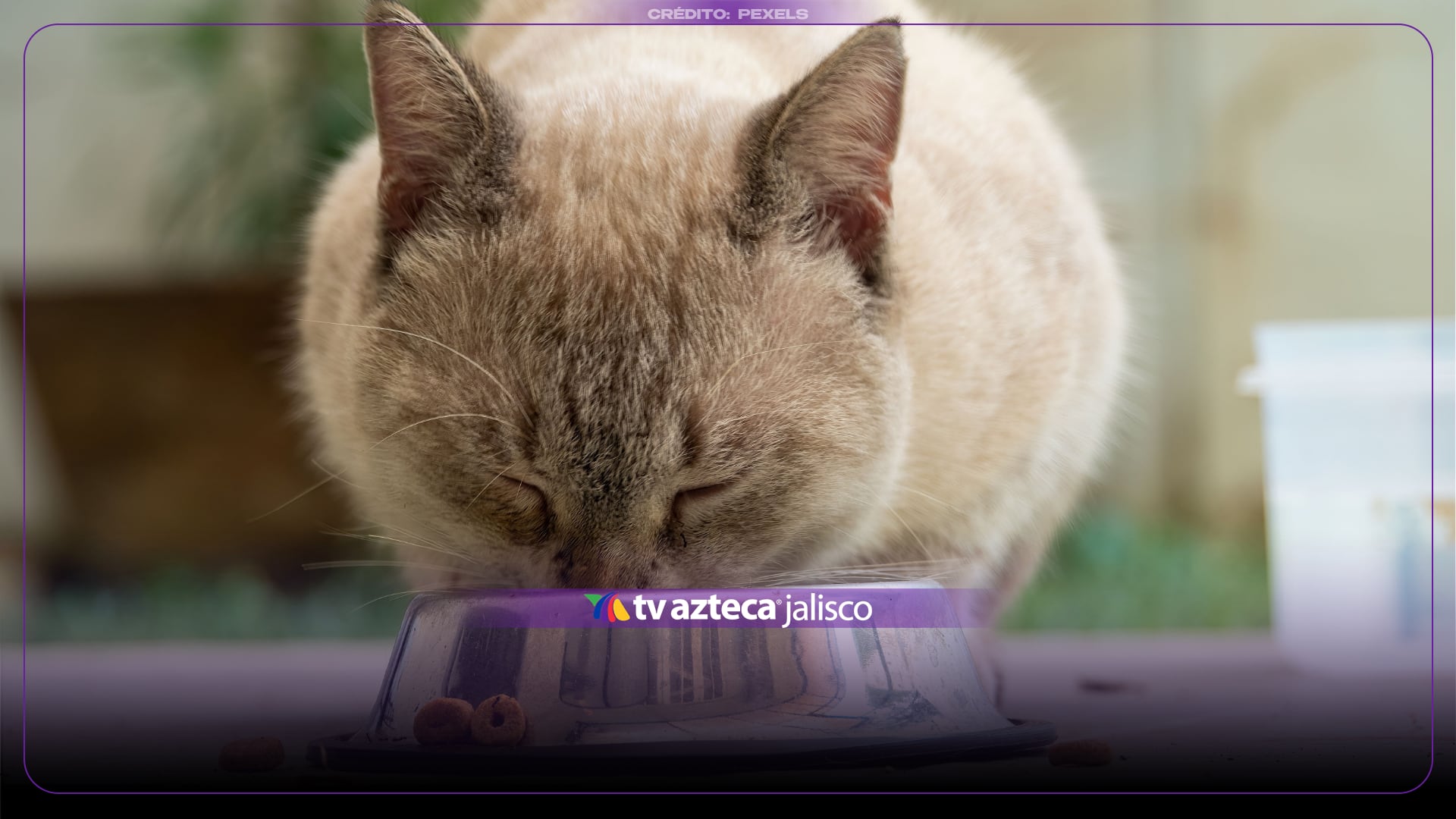 ¿Qué contiene la comida para gatos? Estudio detecta plomo, arsénico y mercurio en muestras