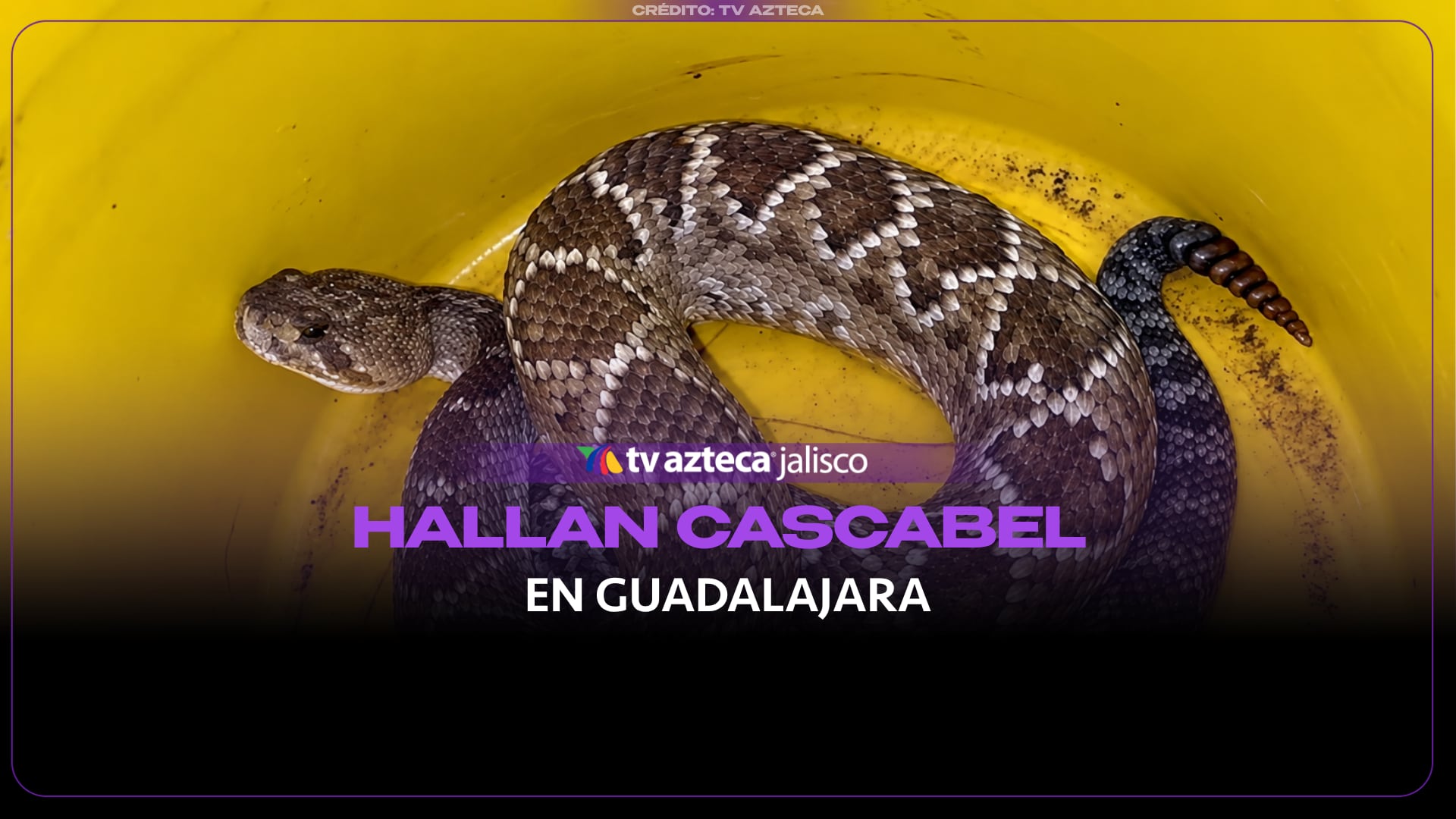 Guardabosques aseguran una víbora de cascabel de metro y medio en Guadalajara