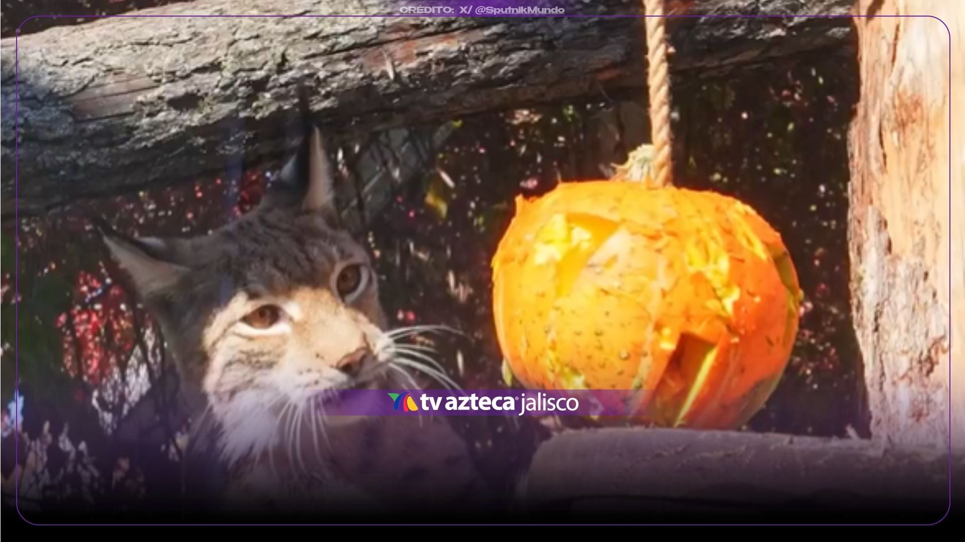 VIDEO: ¡Diversión con garras! Así juegan los linces del zoológico de Moscú con calabazas