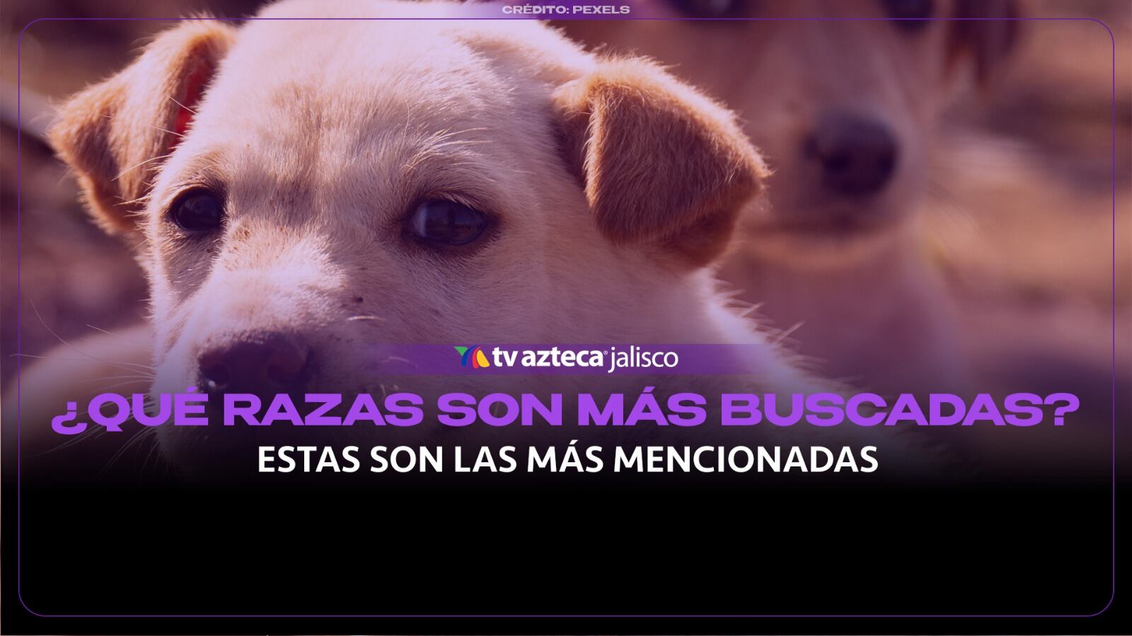 ¡Cuidado con tu lomito! Estas son las razas que más buscan los ladrones