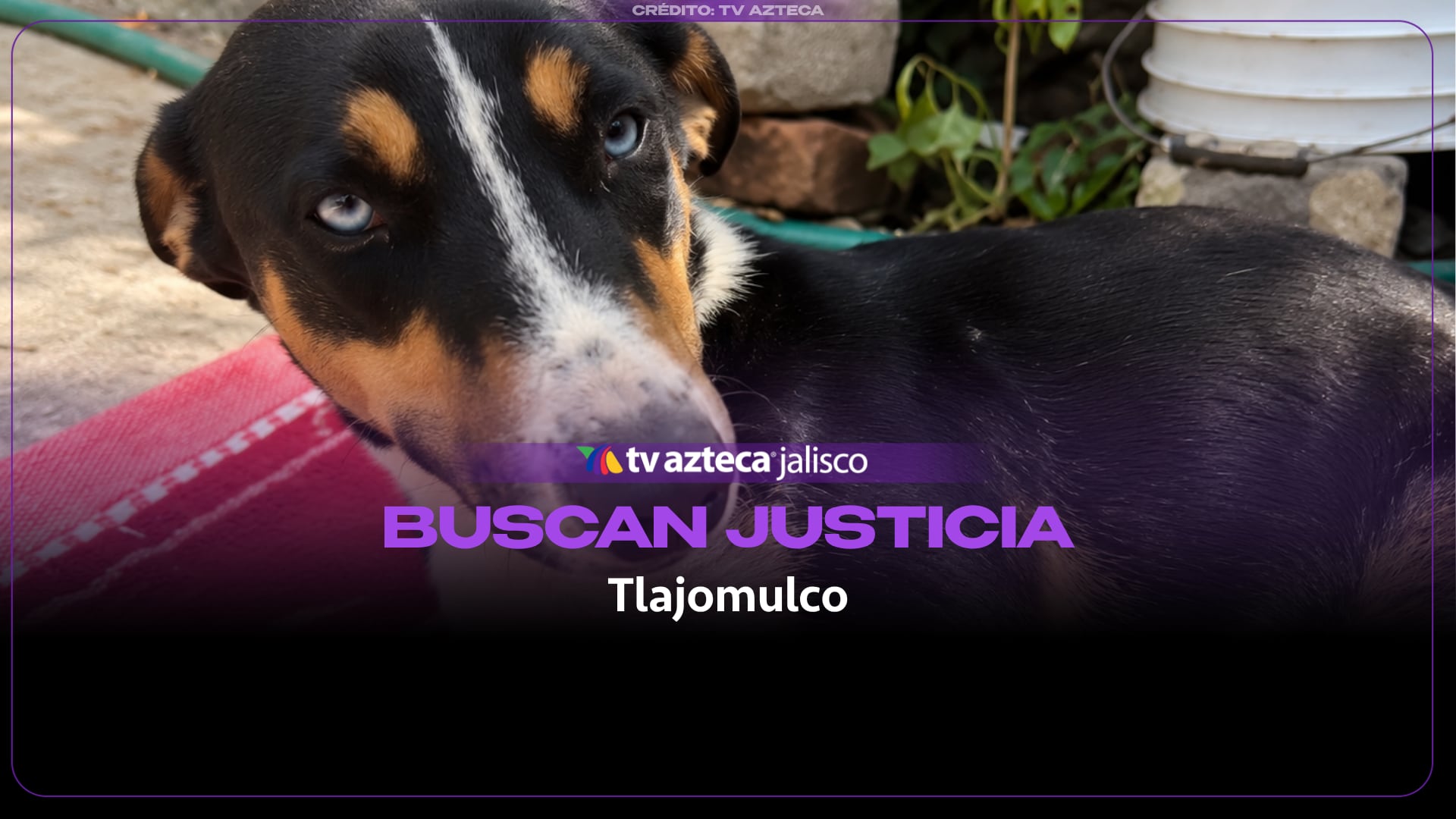 Denuncian crueldad sistemática en Jalisco tras el rescate de una perrita