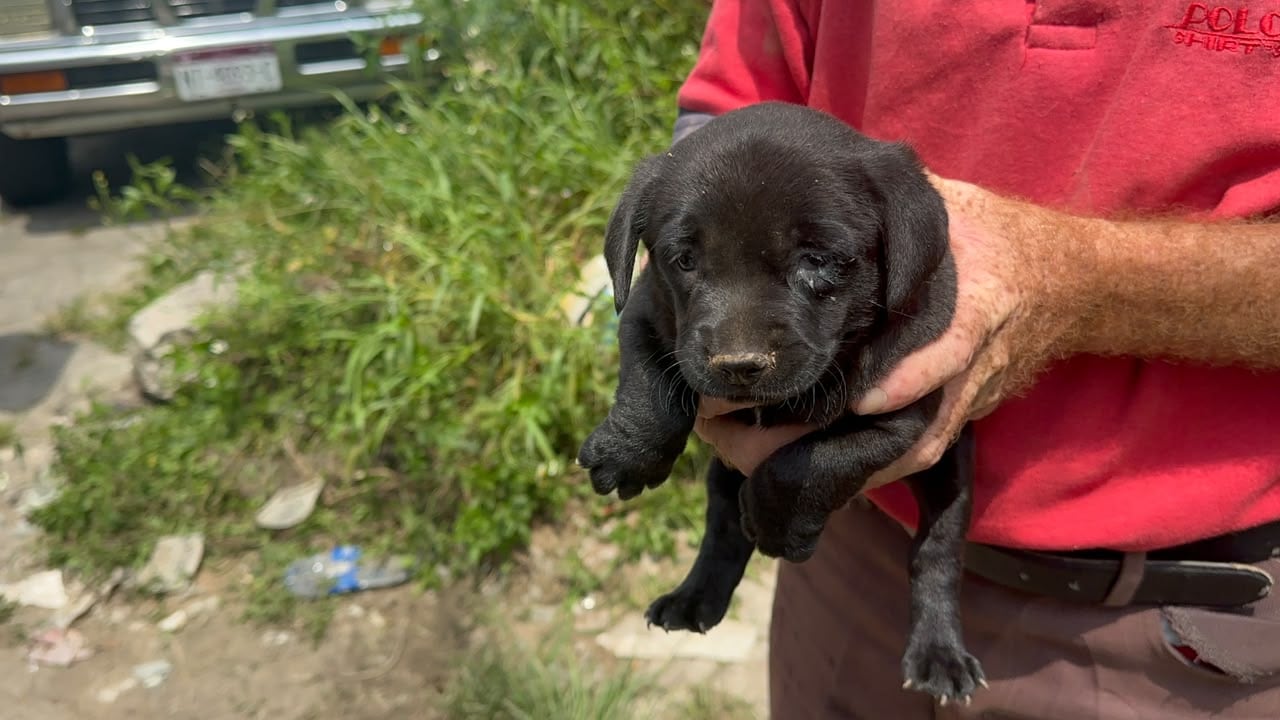 VIDEO | Recibieron una denuncia y encontraron a 43 perros dentro de una vivienda en Residencial La Soledad, en Tlaquepaque