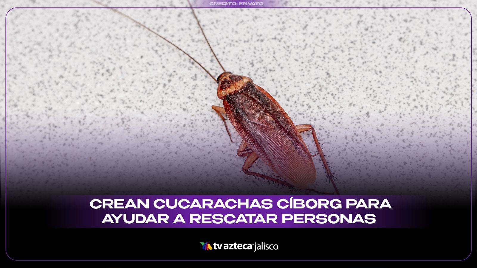 ¿Cucarachas que pueden salvar vidas? Así funcionan estos insectos cyborg