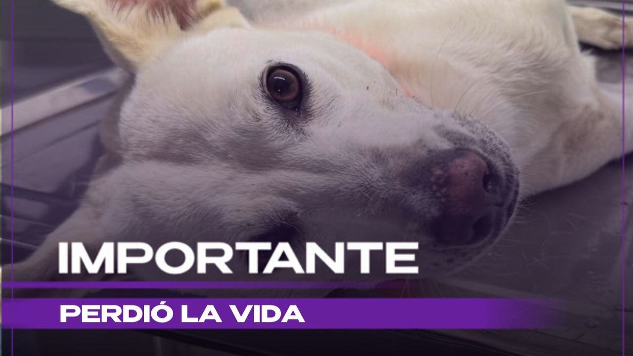 Perrito ‘Felipe’ muere tras ser apuñalado en repetidas ocasiones por un vecino en Haciendas de Santa Cruz en Tlajomulco